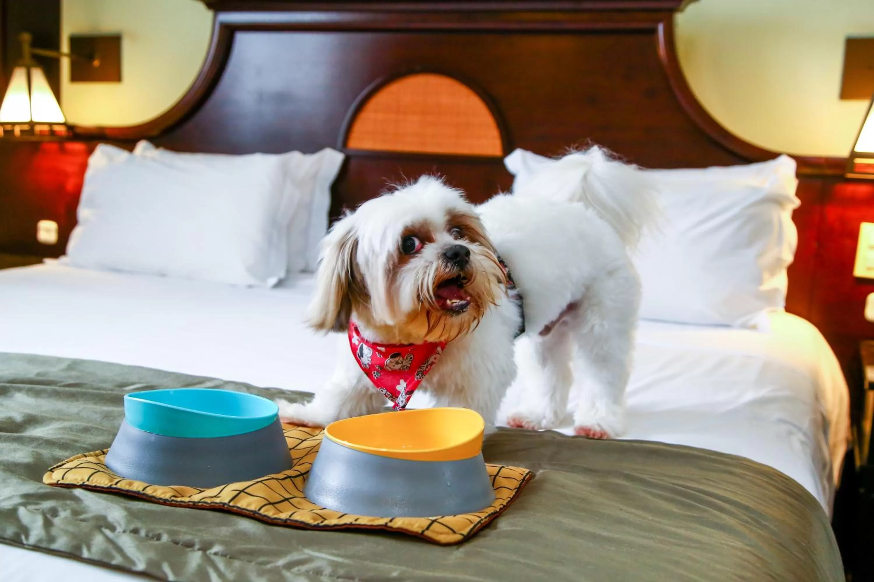 Pets, Bed in Transamerica Executive Curitiba Batel