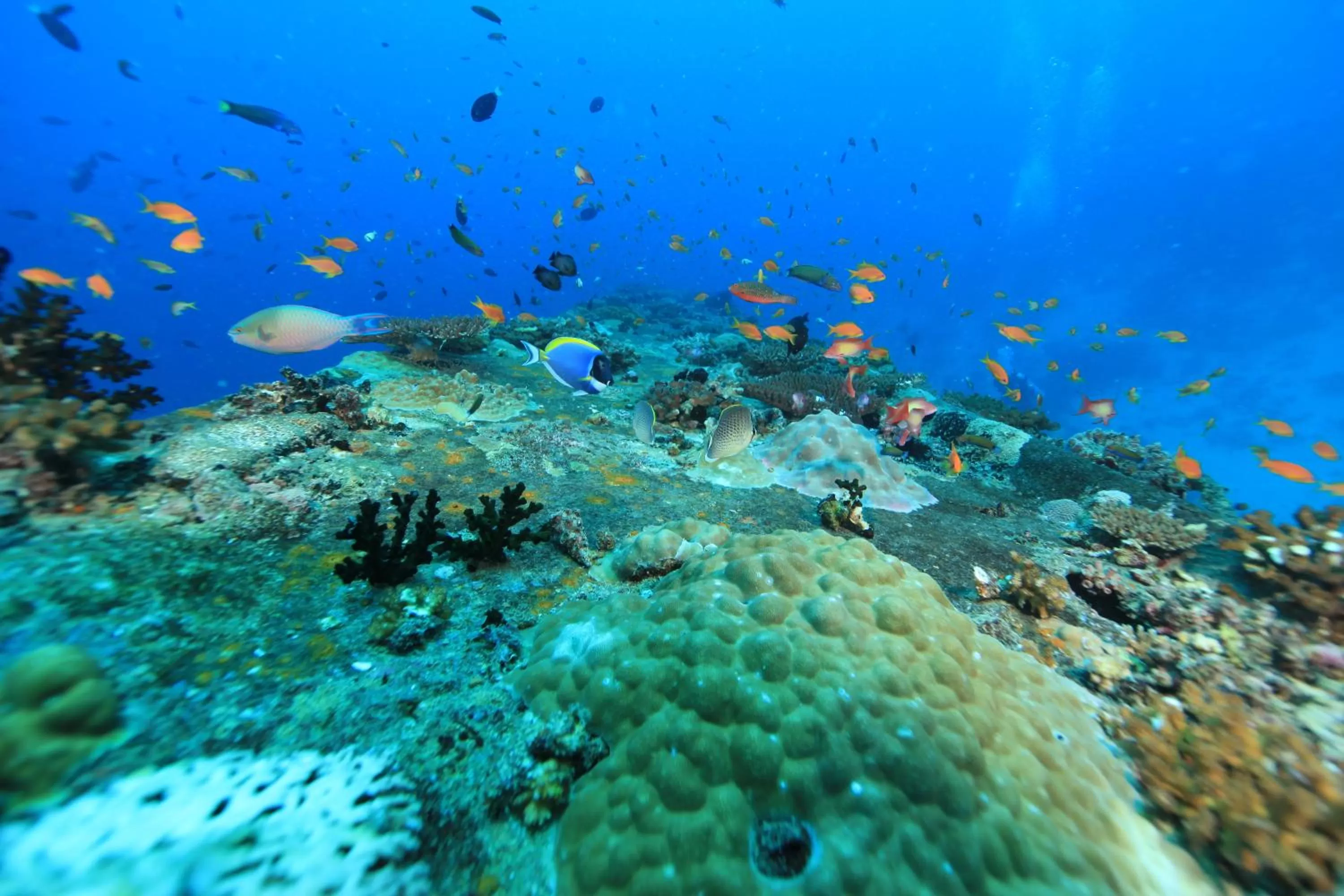 Natural landscape, Other Animals in Dhawa Ihuru