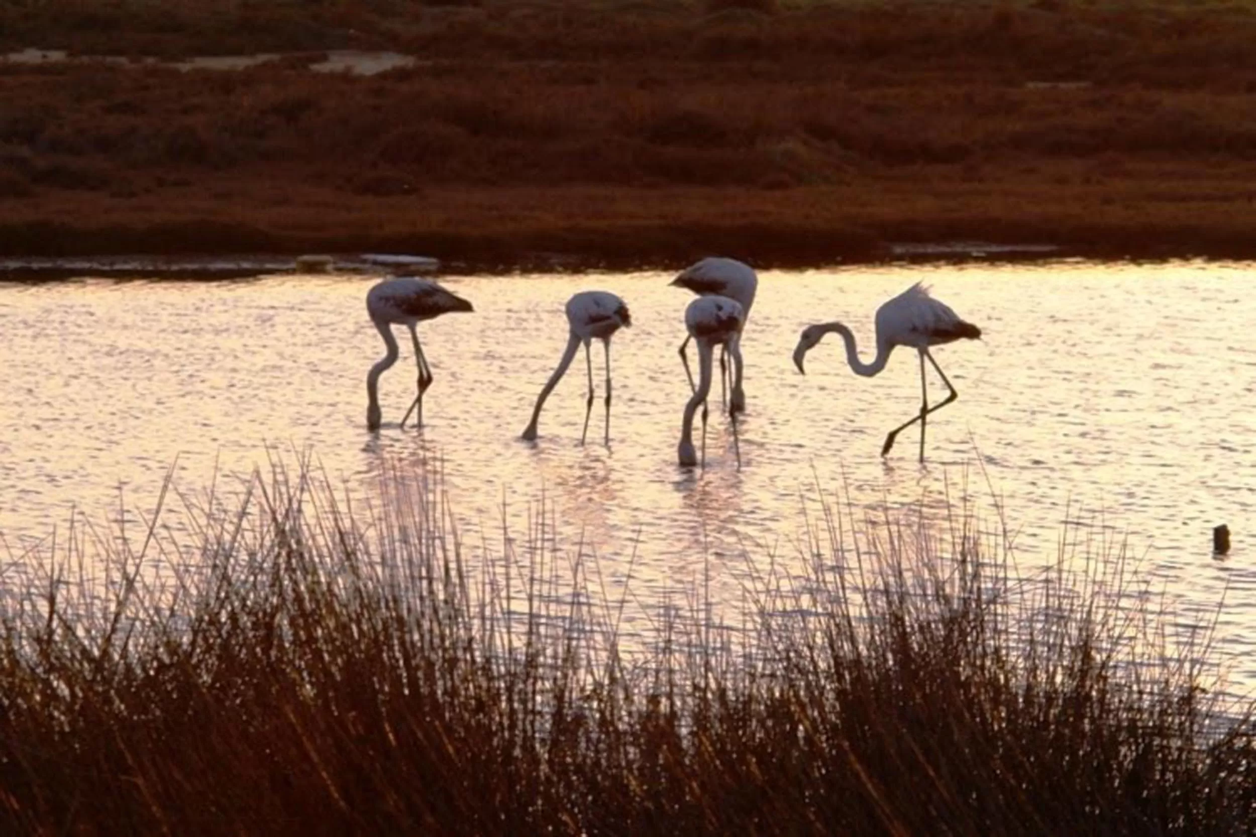 Natural landscape in Dunas do Alvor - Torralvor