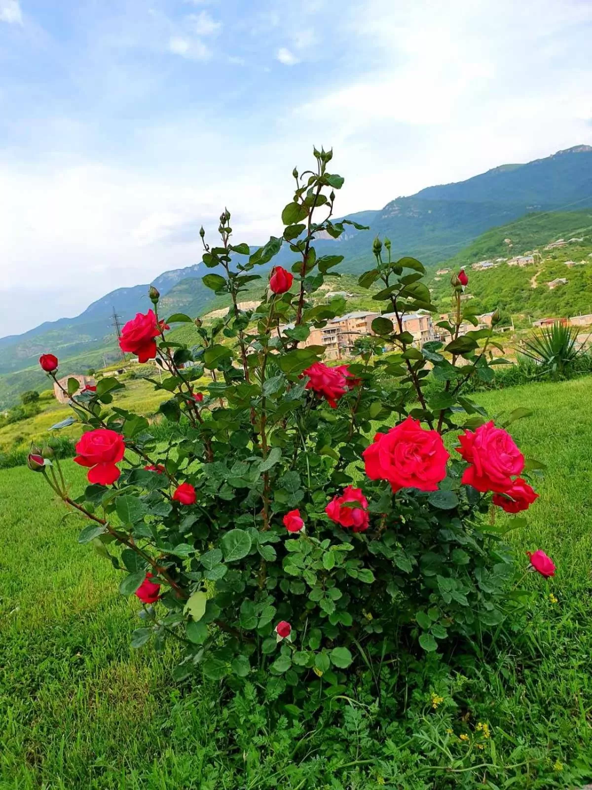 Spring in Guest House Ijevan's Garden