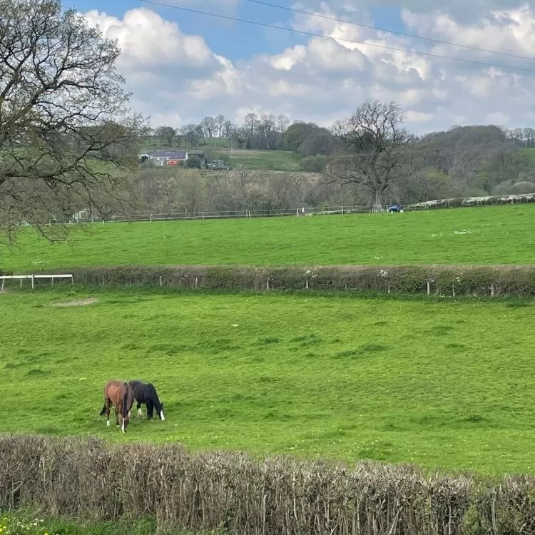 Other Animals in The Cottage Inn