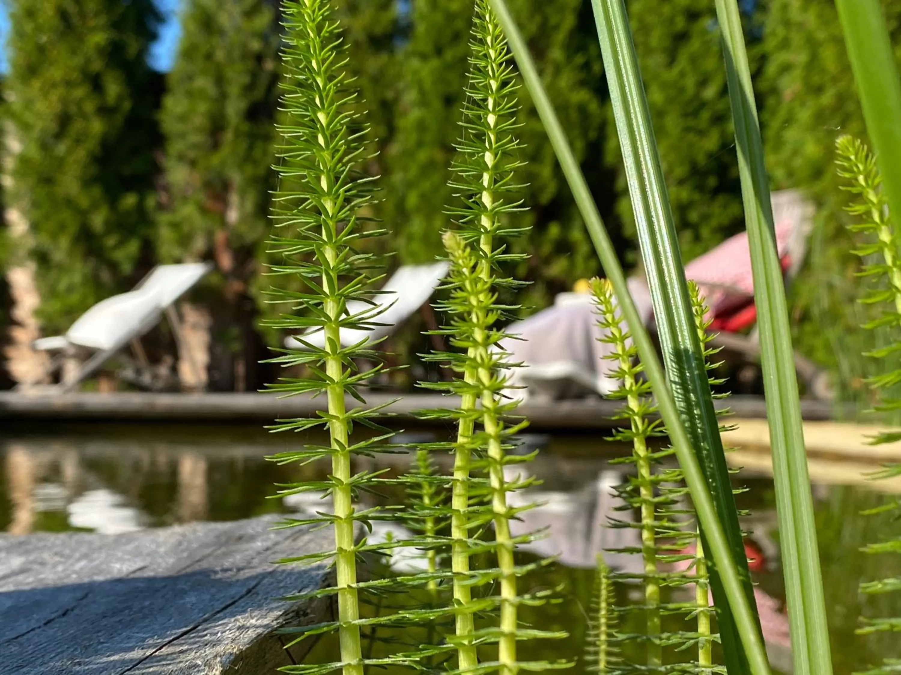 Balcony/Terrace in Weißt Du noch - Gästehäuser & Suiten