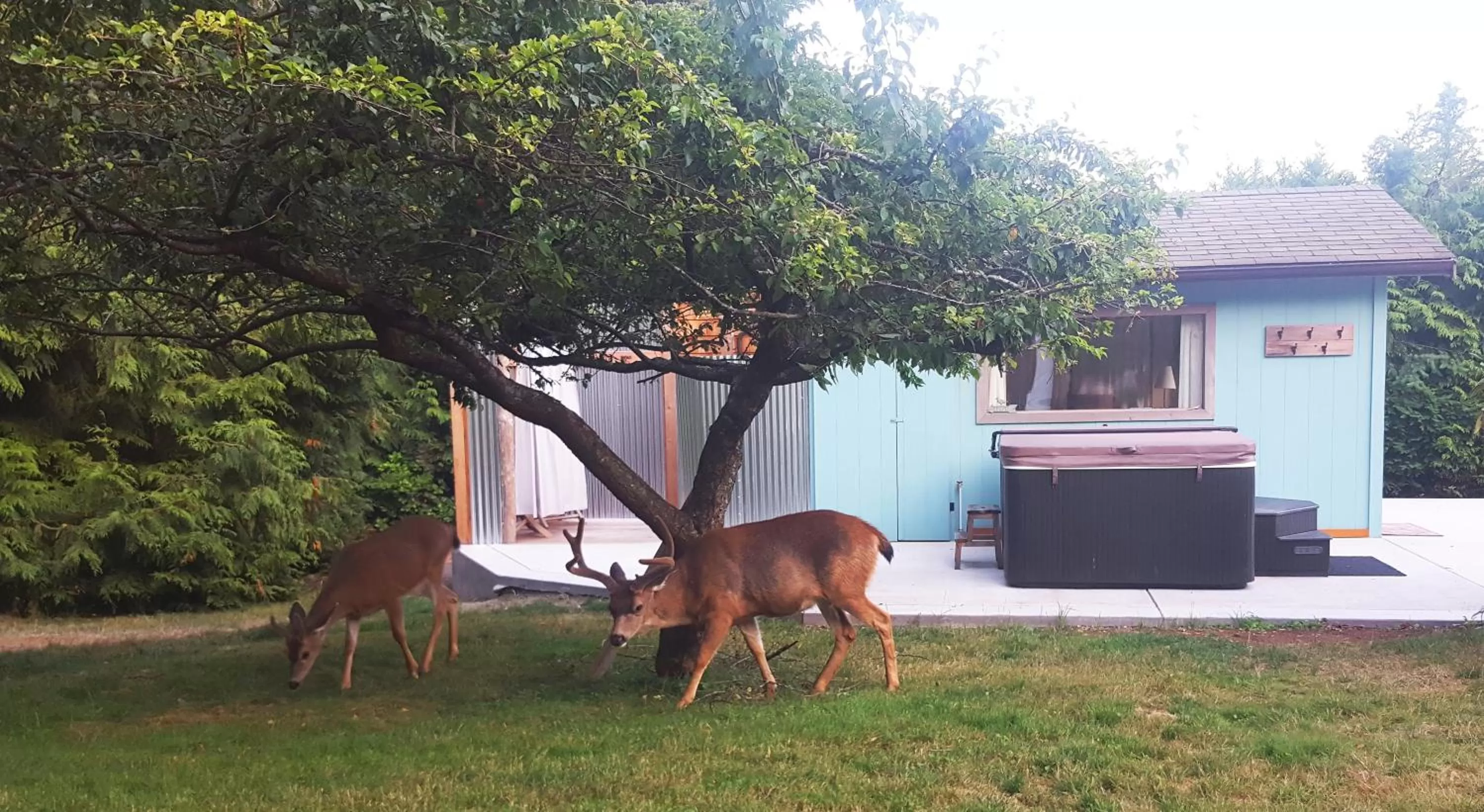 Garden, Other Animals in Secret Beach B&B Suites