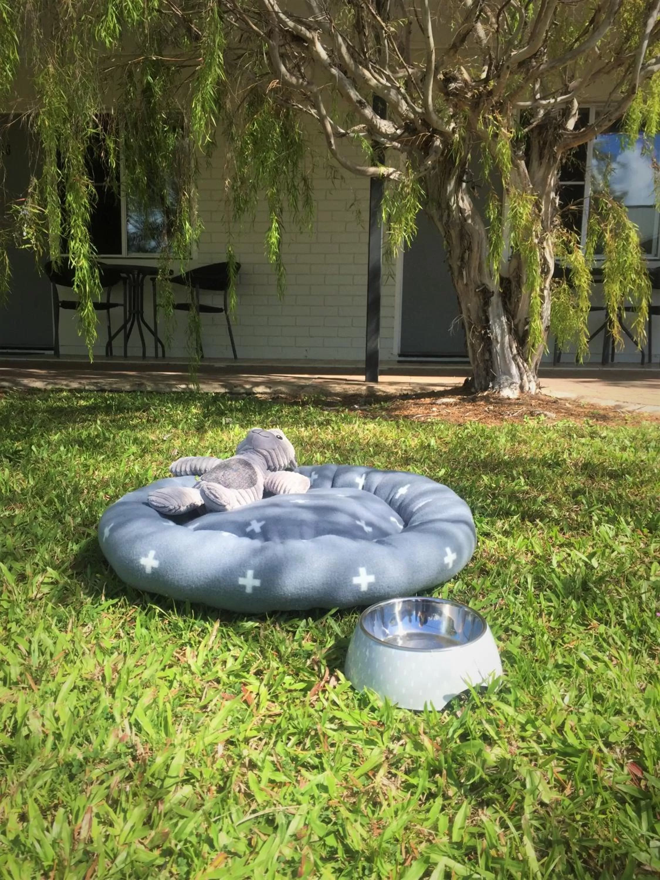 Pets in Cardwell at the Beach