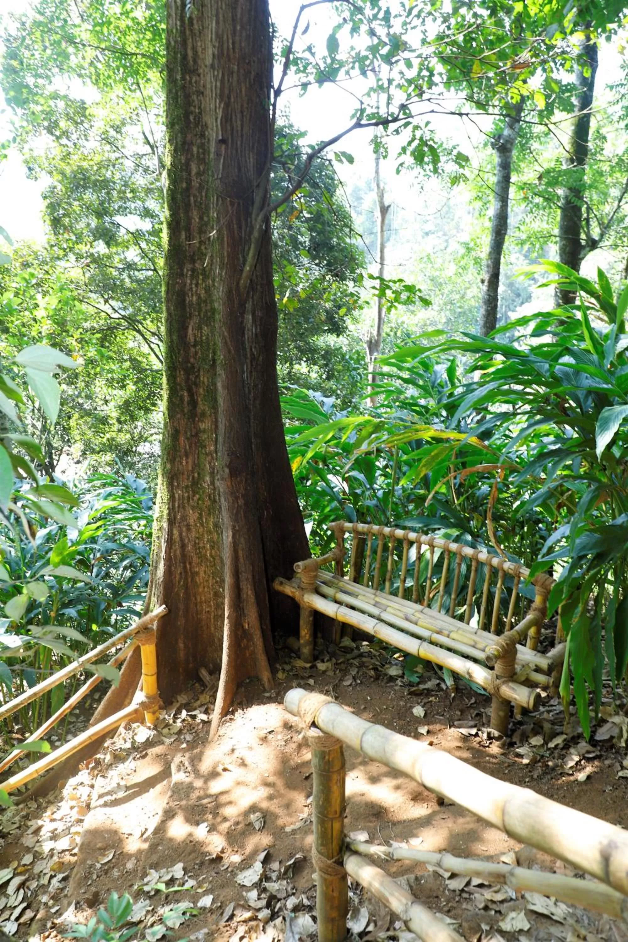 Natural landscape in Casillda Munnar
