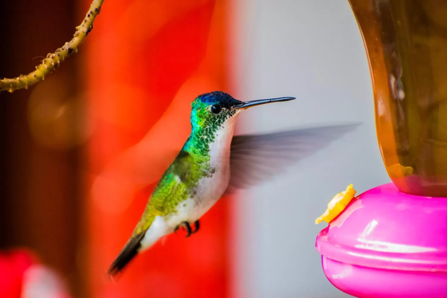 Animals in Villa Cristina - Casa Boutique