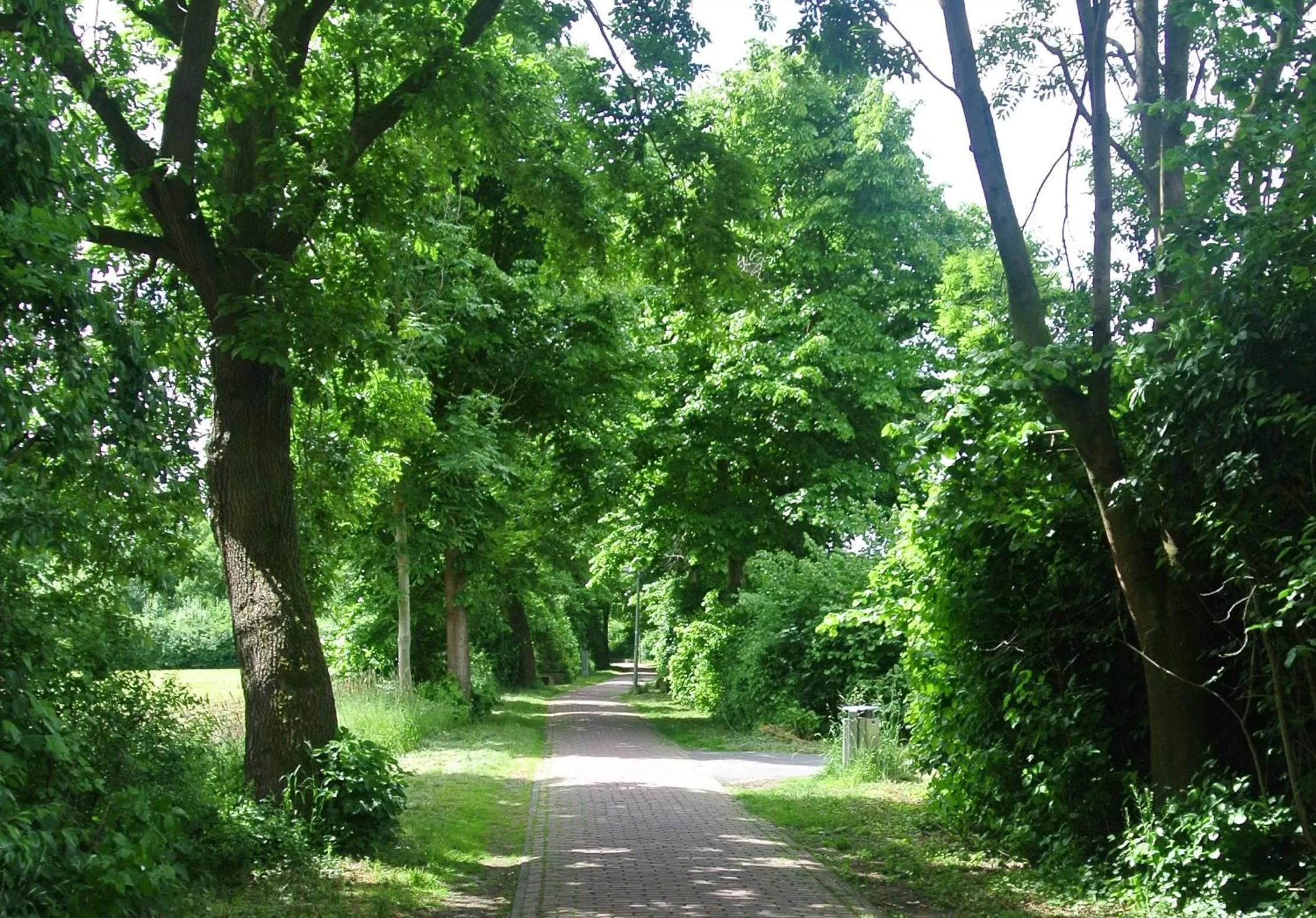 Natural landscape in Hotel No. 11