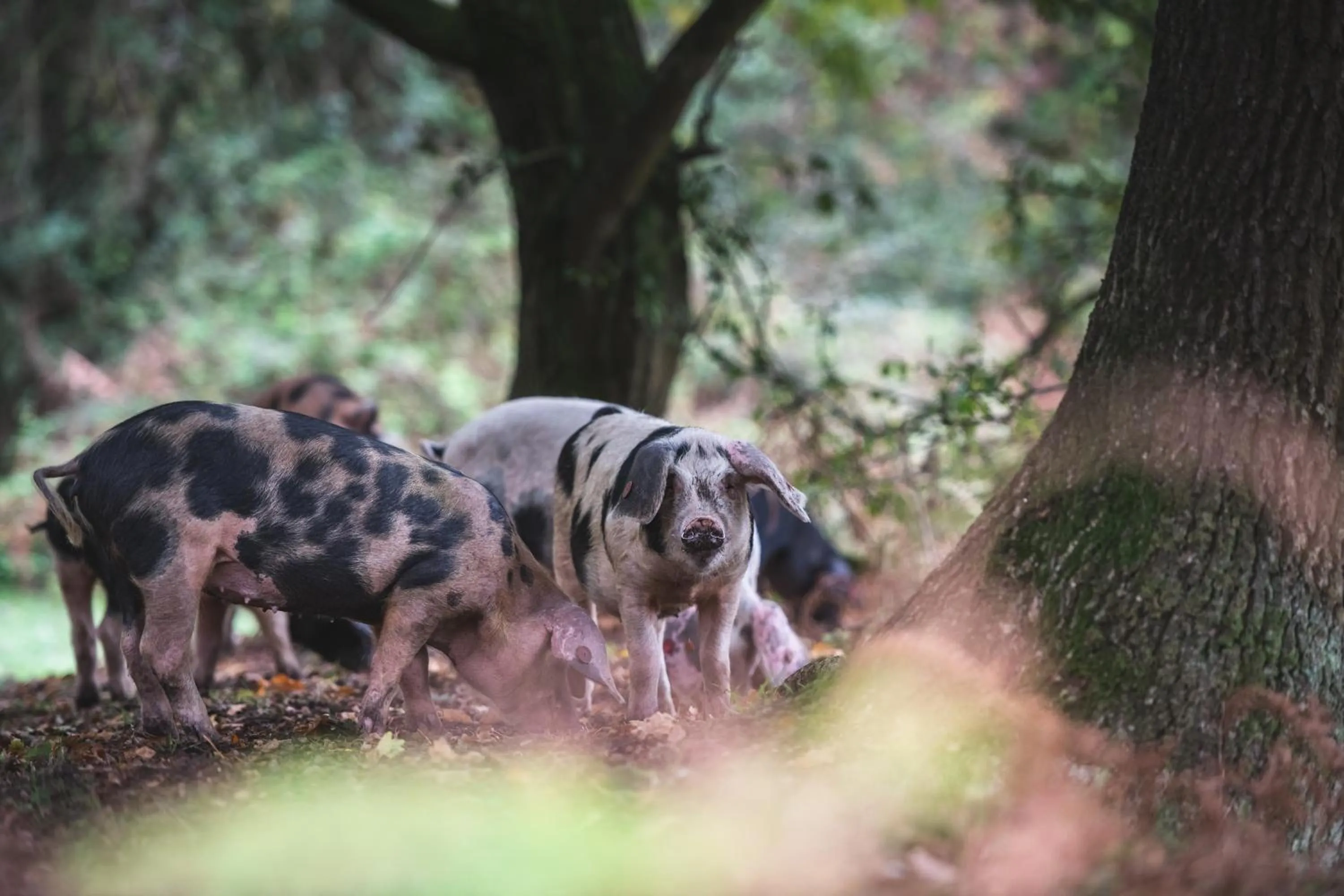 Animals in Burley Manor