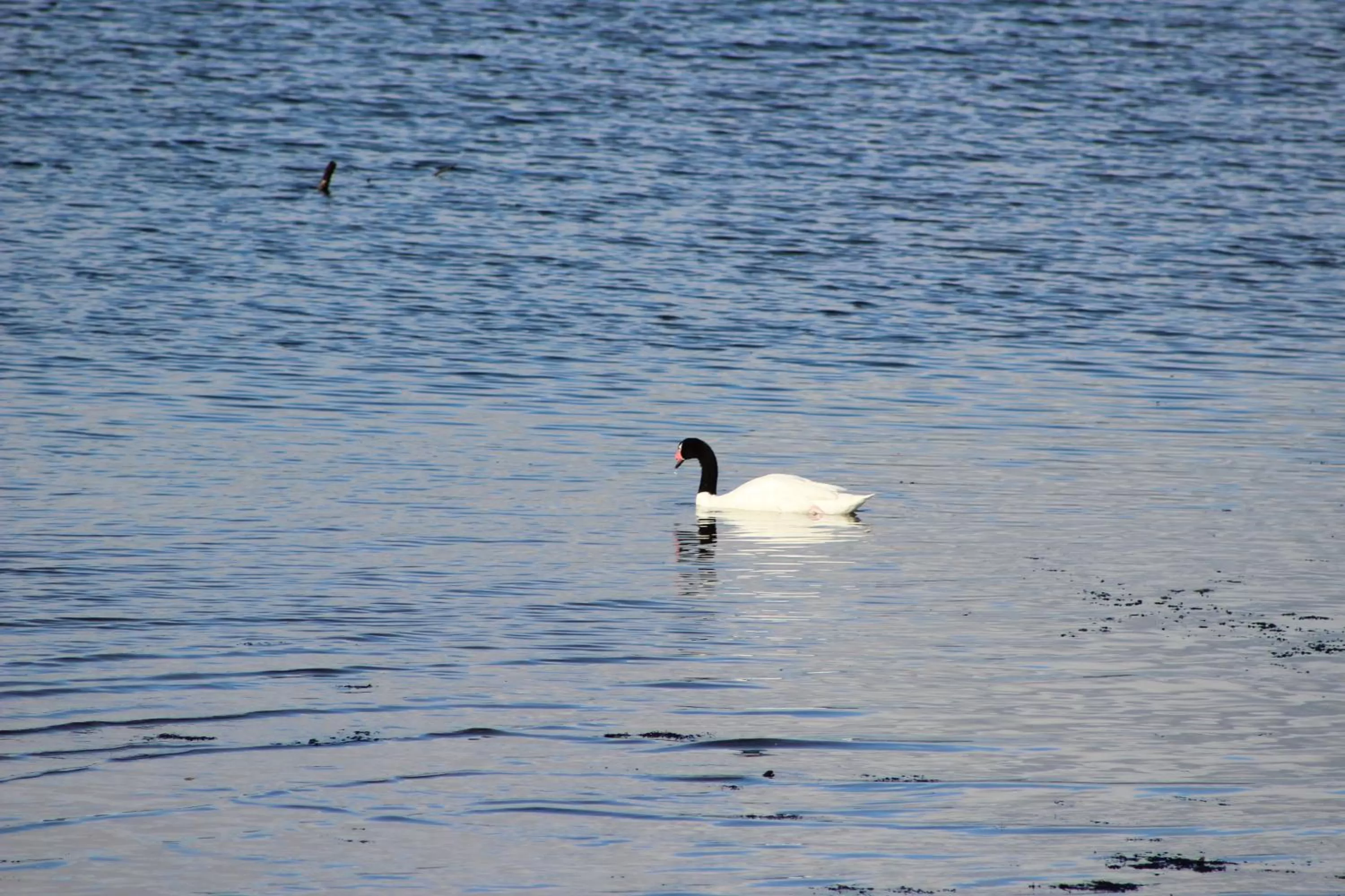 Off site in Palafito 1326 Hotel Boutique Chiloé