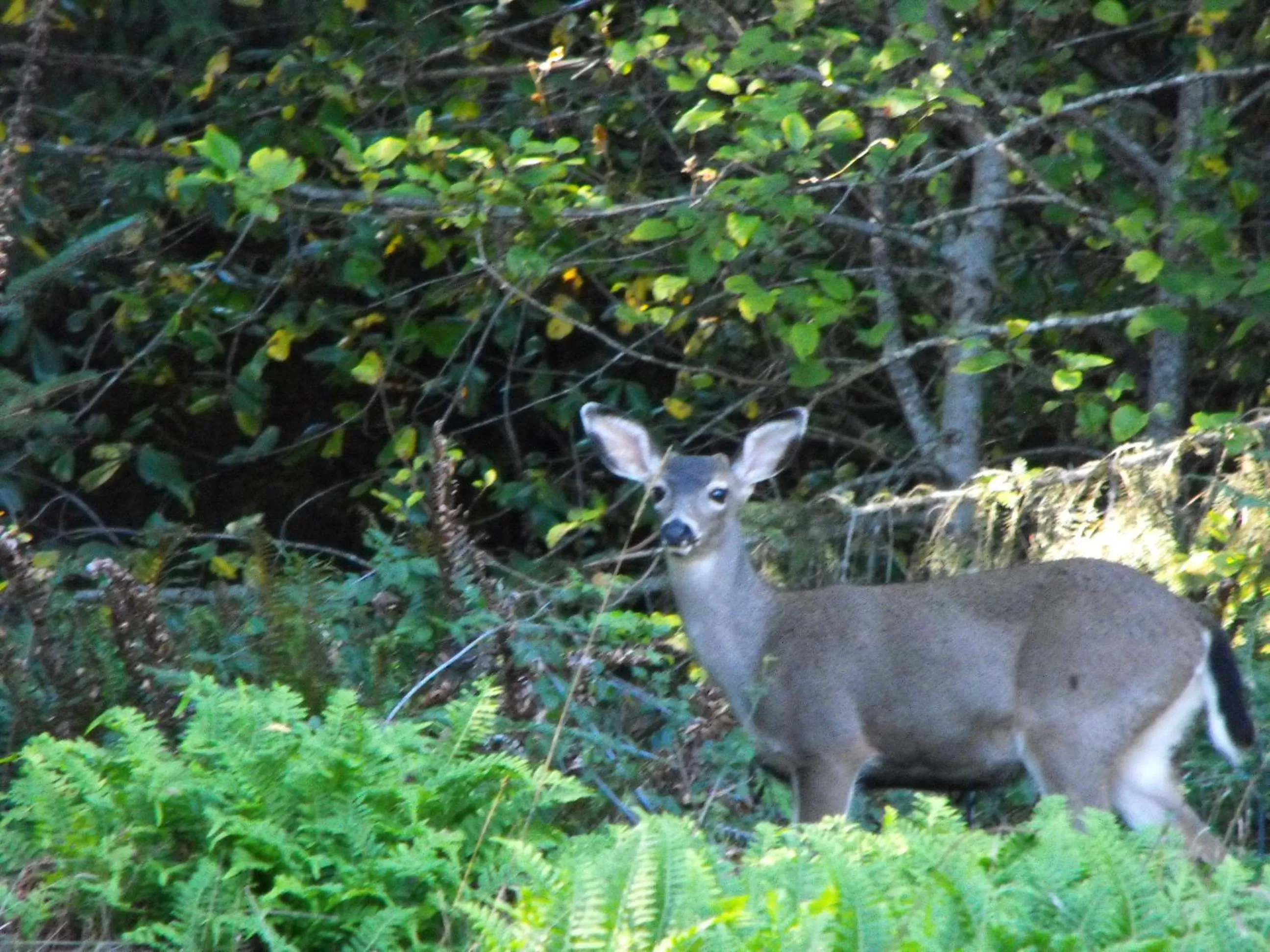 Animals, Other Animals in Whaleshead Beach Resort