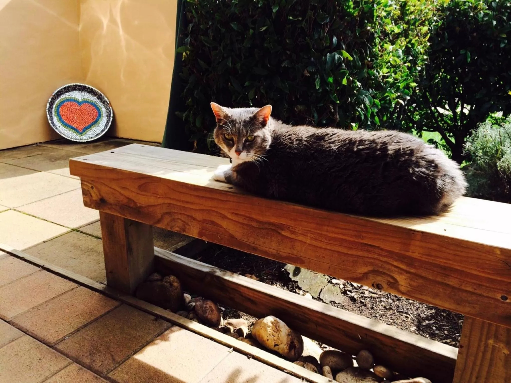 Pets in Taigh na Mara Bed and Breakfast