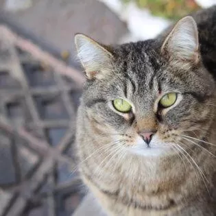 Animals in Laurel River Club Bed & Breakfast or LRCBNB