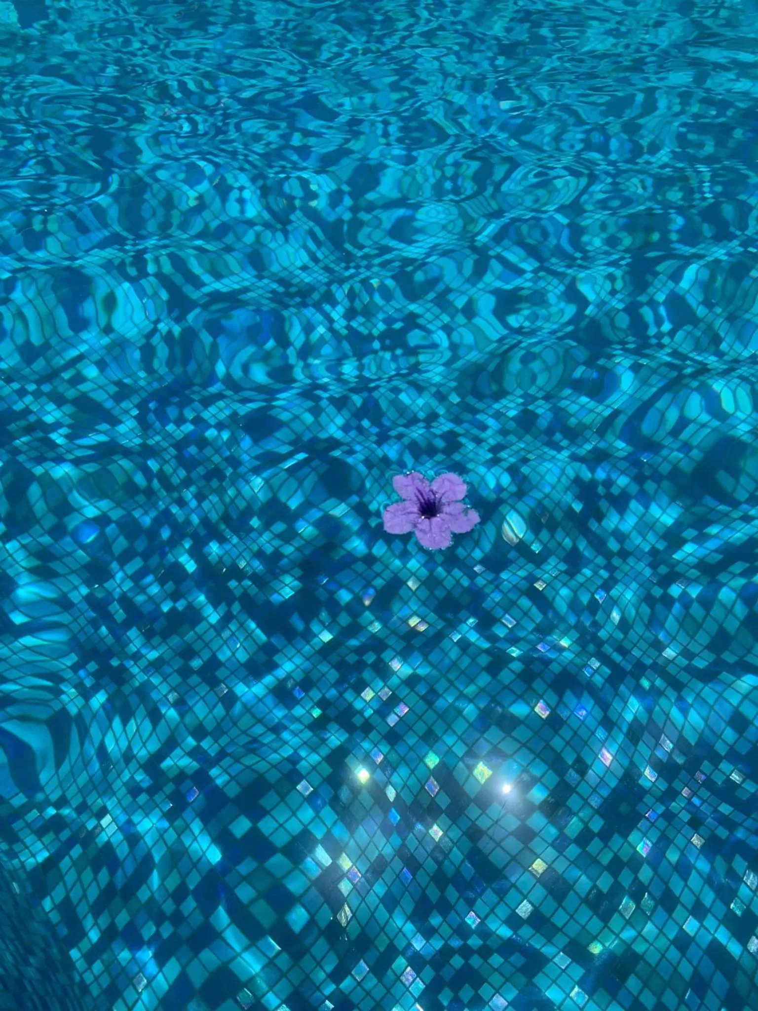 Swimming Pool in The Quetzal