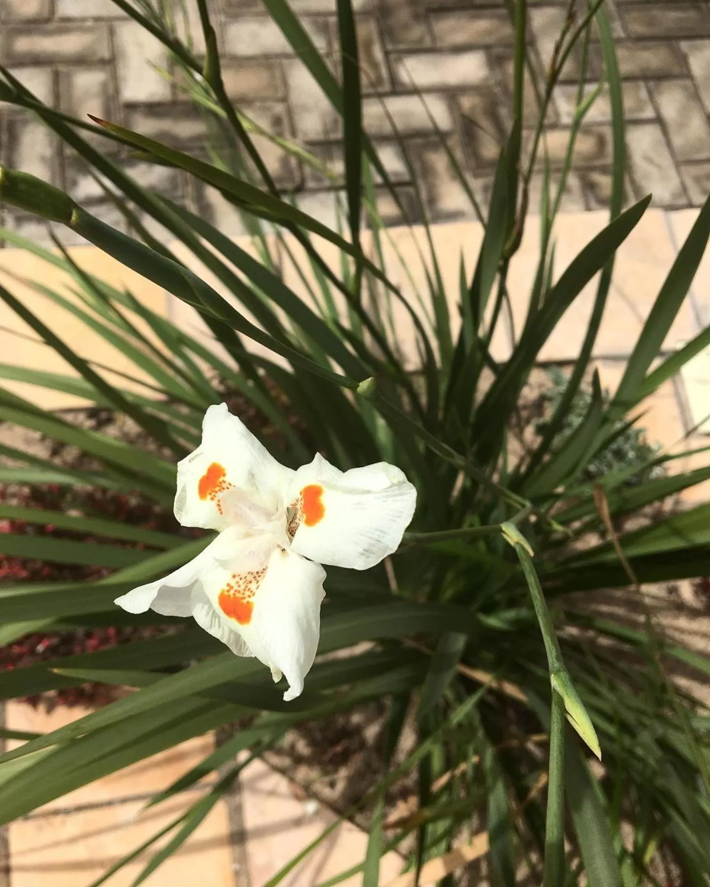Garden in Pousada Ello