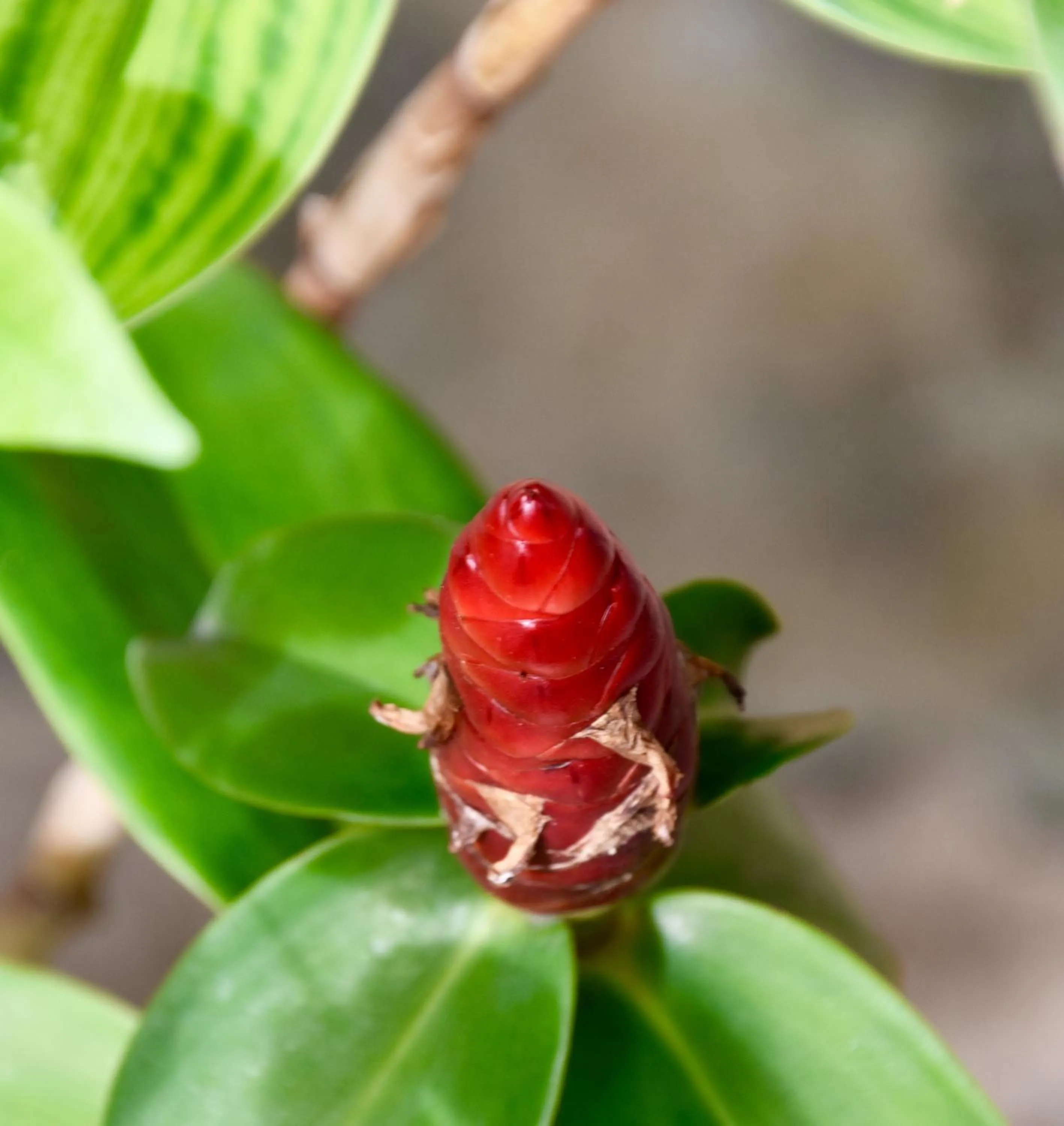 Garden in Magic Resort