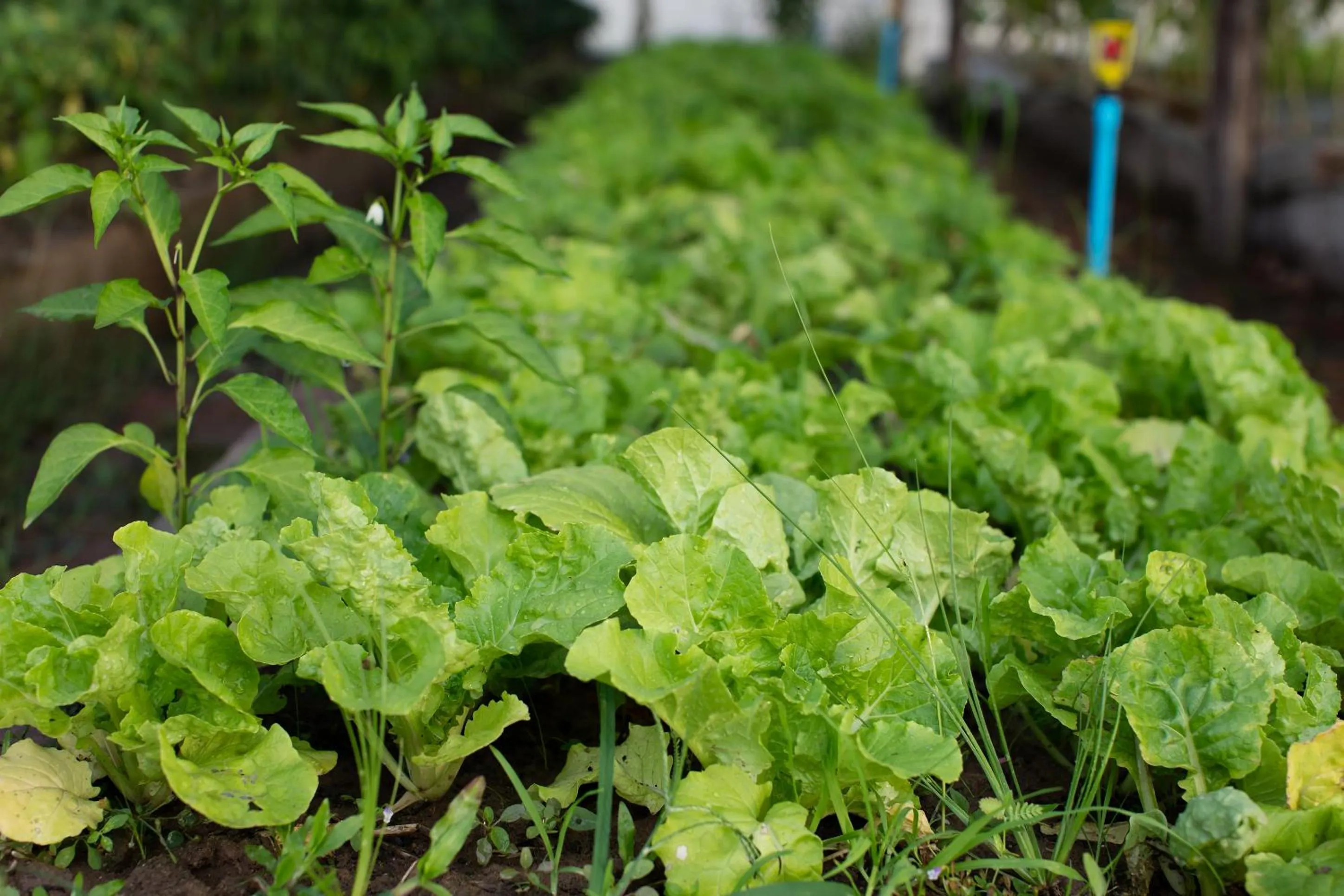 Garden in Angkor Rendezvous