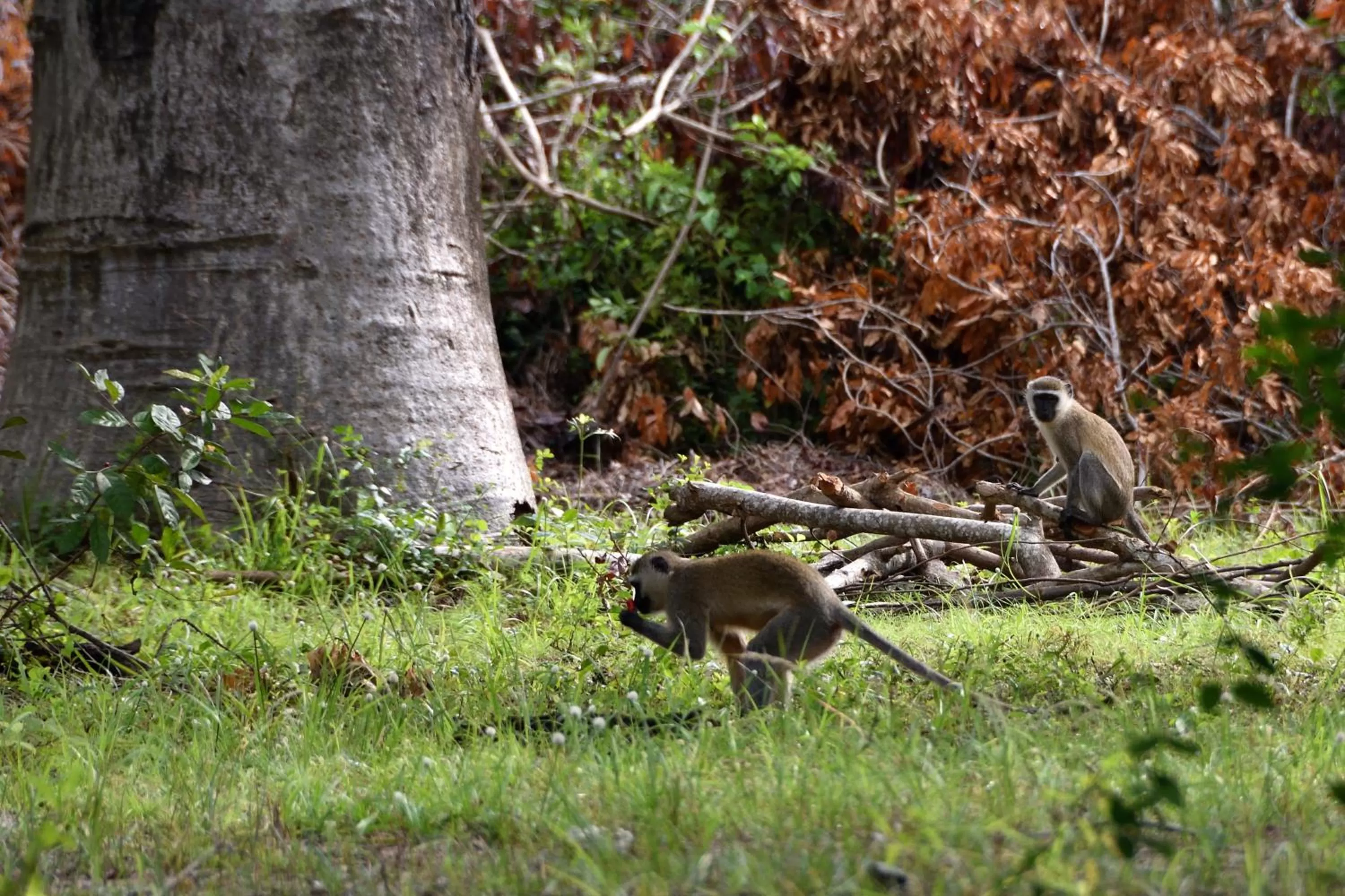 Pets in Bahari Pori Resort