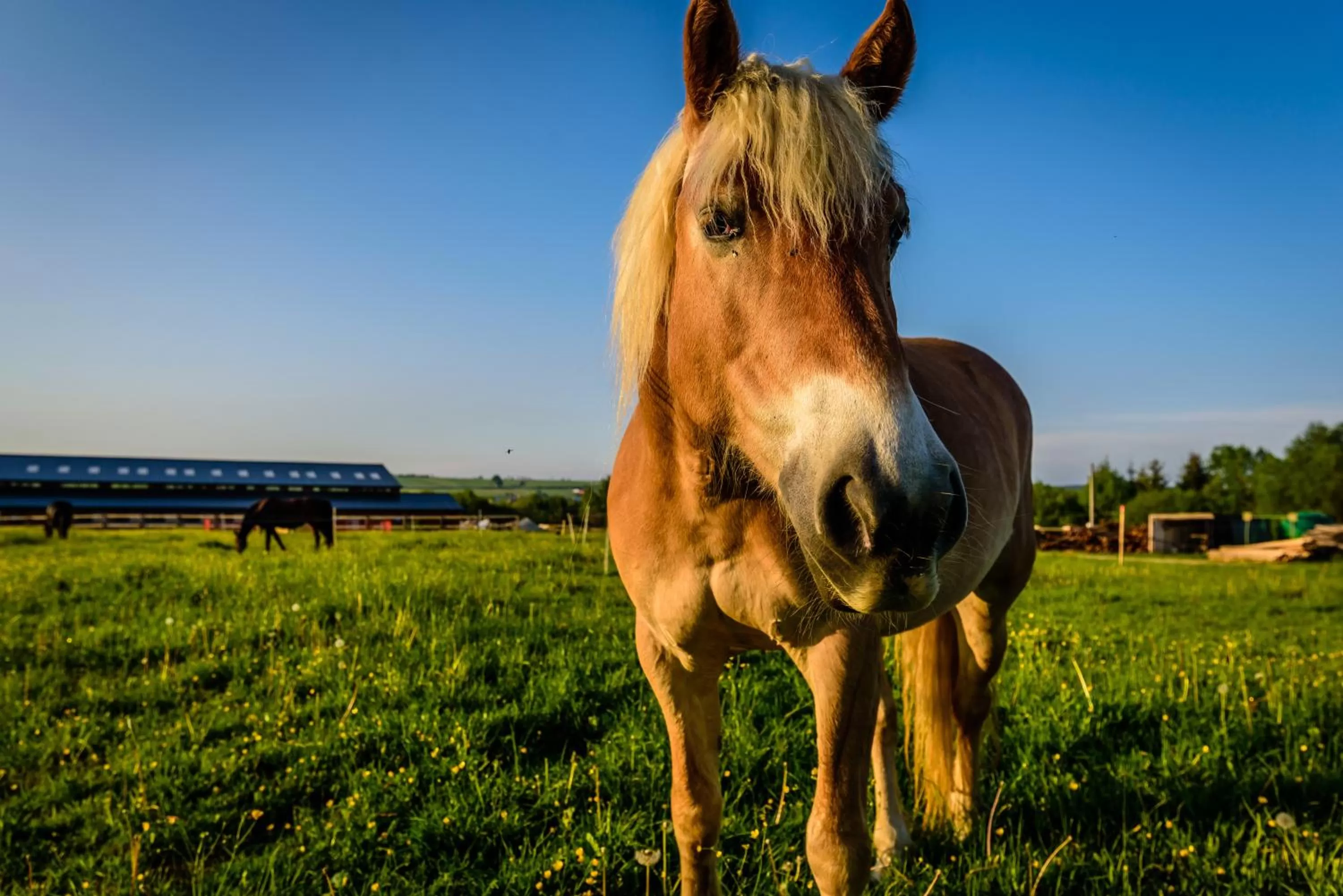 Horse-riding in Oravský Háj Garden Hotel & Resort