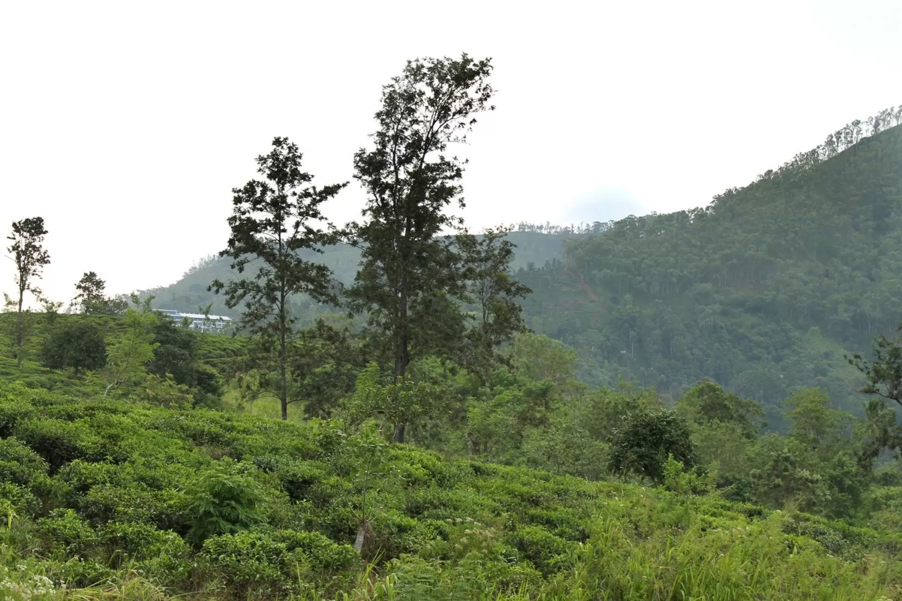 Mountain view, Natural Landscape in Ella Zenith View