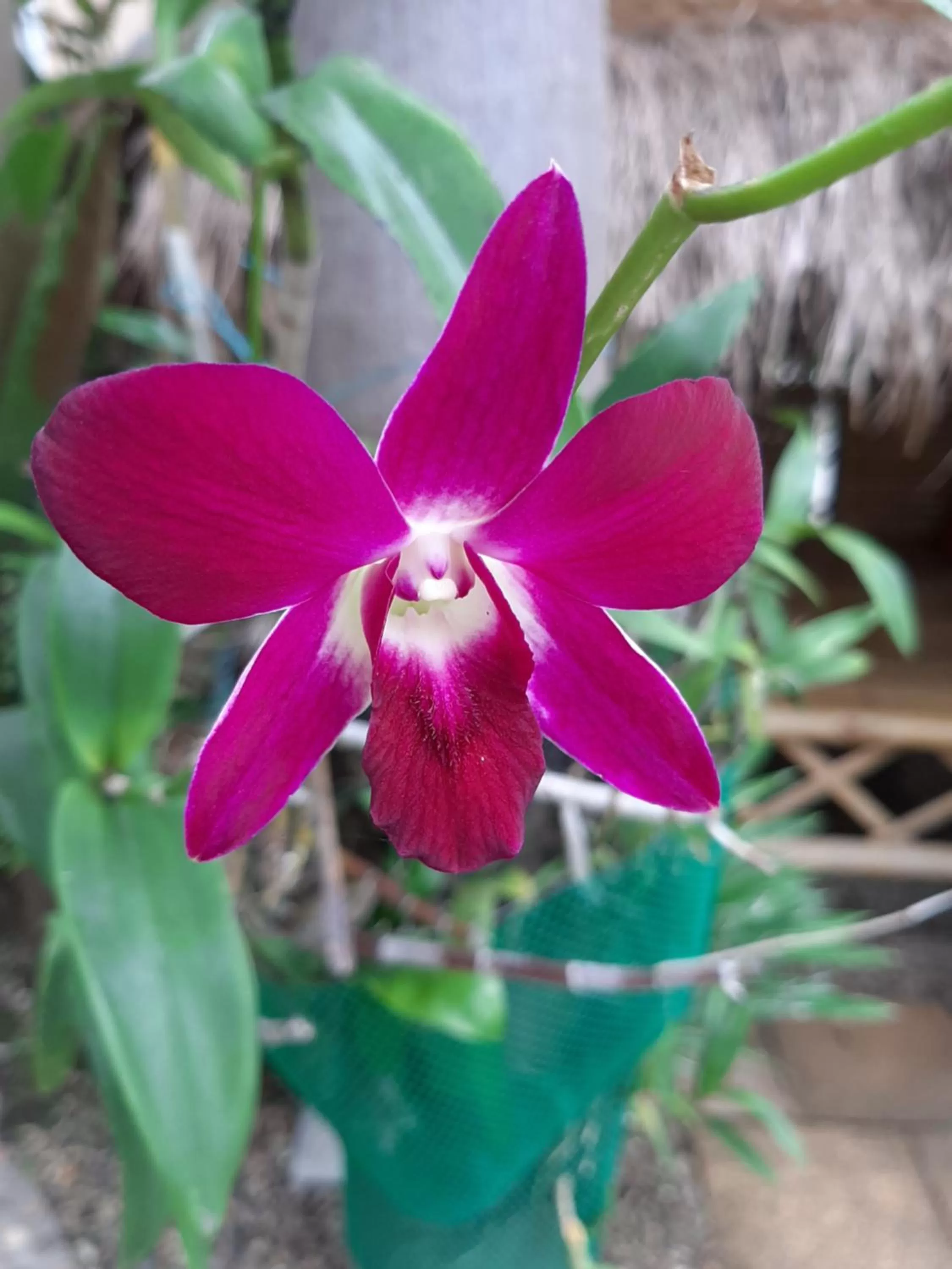 Garden in Liam's Guesthouse Adults Only