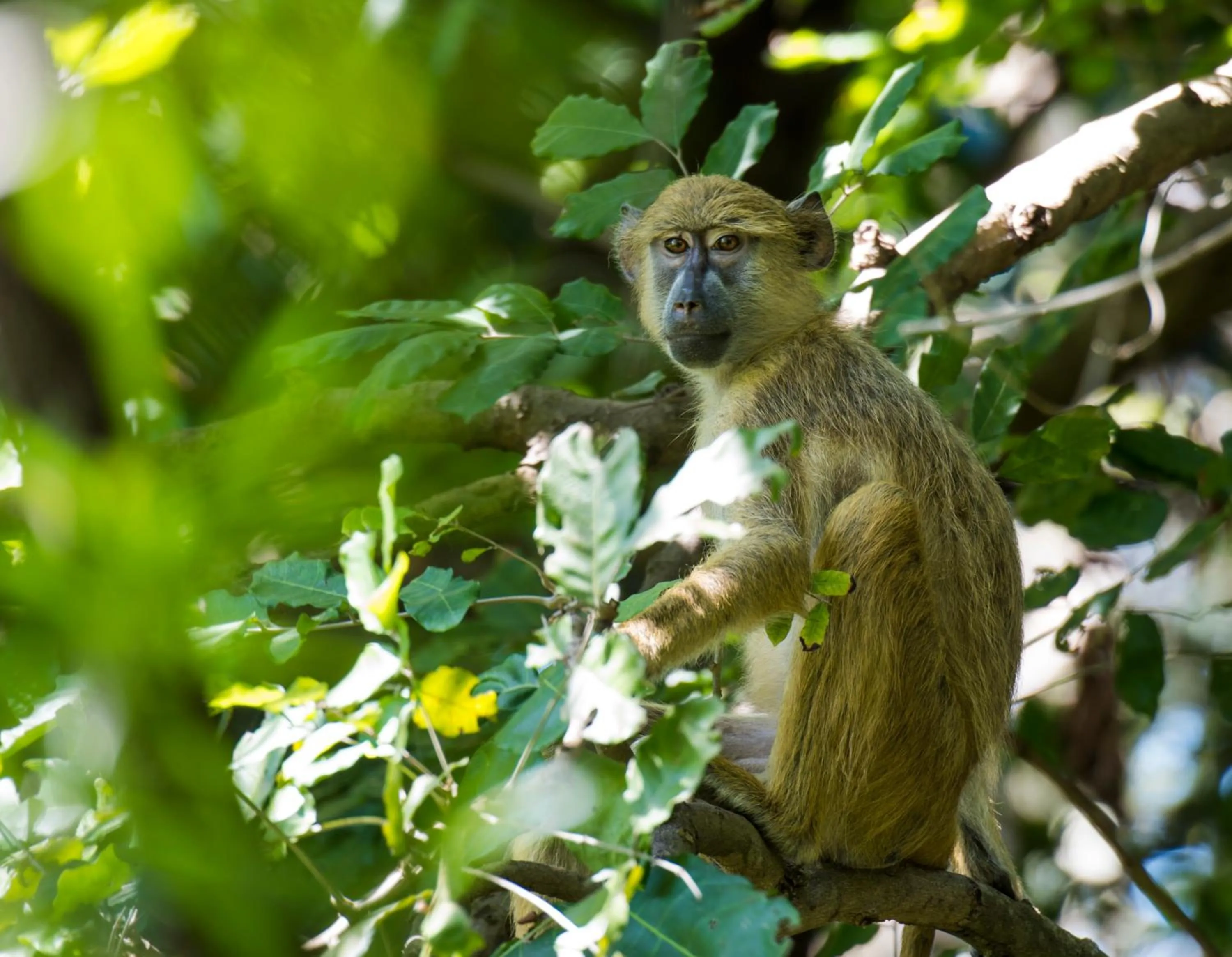 Animals in Amani Beach Resort