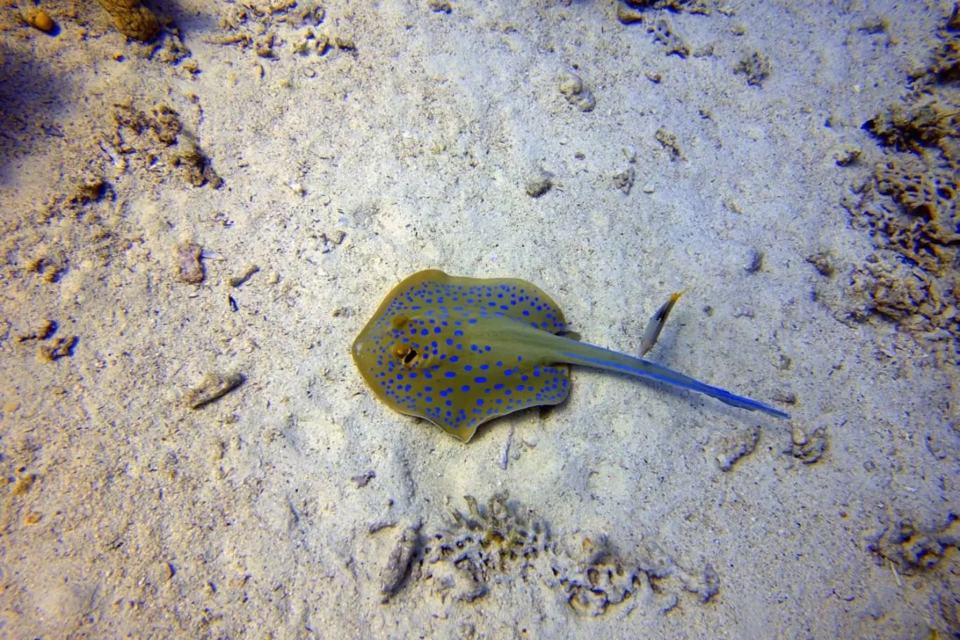 Diving in Cocolala Beach House