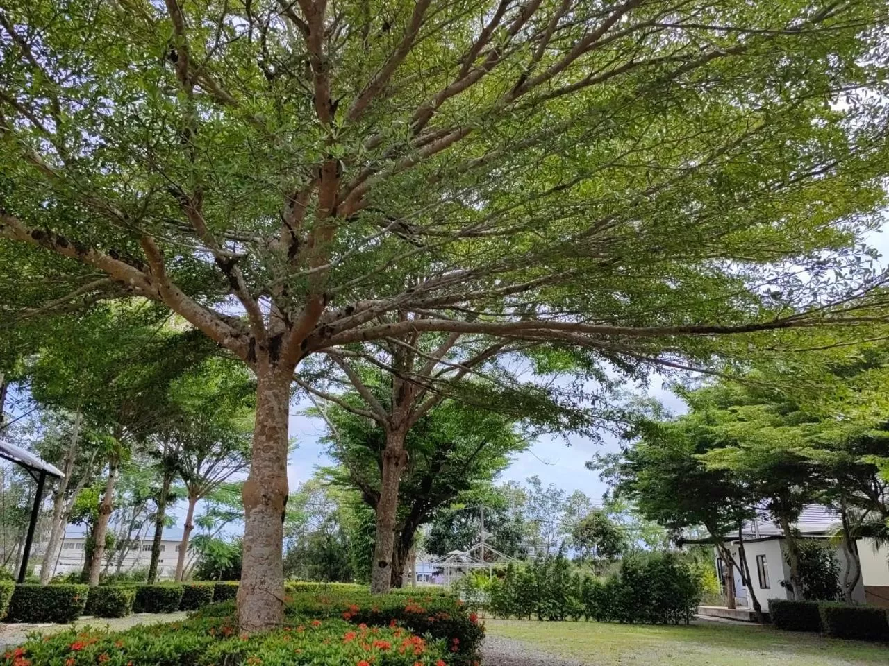 แกรนด์ ฟอเรสท์ Grand Forest