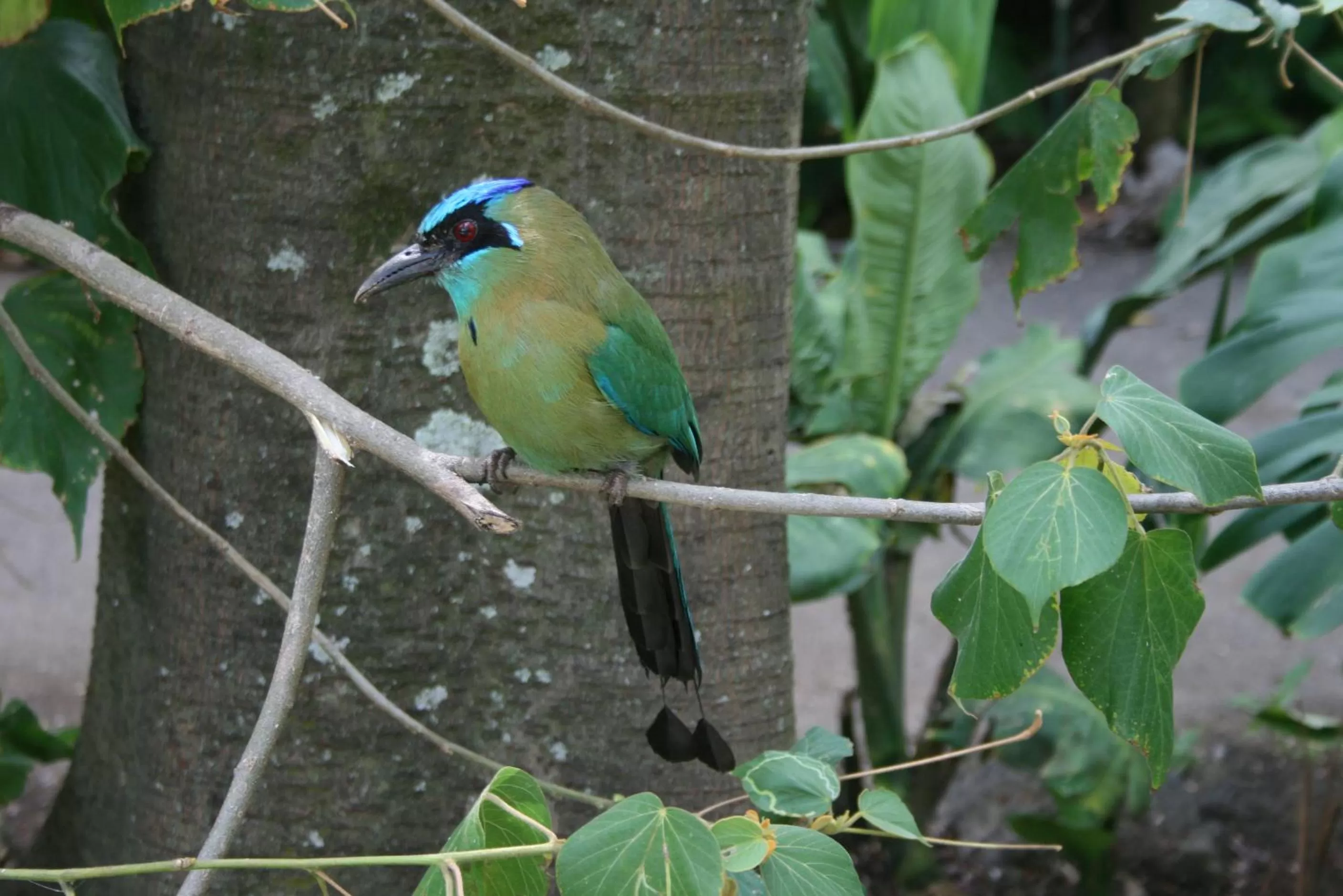 Animals in La Foresta Nature Resort