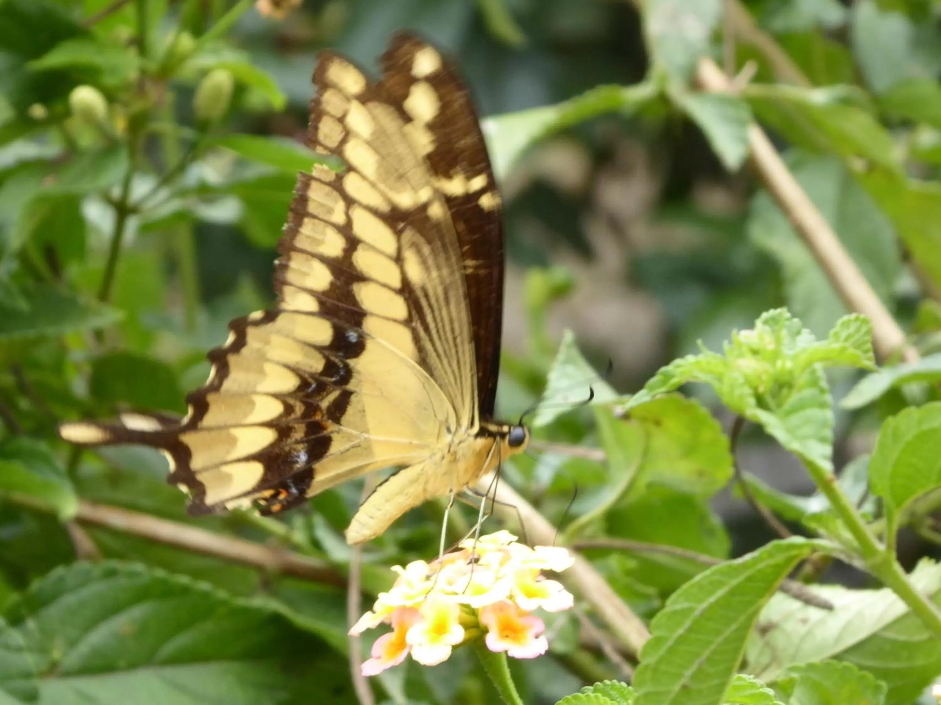 Animals in Finca El Cielo