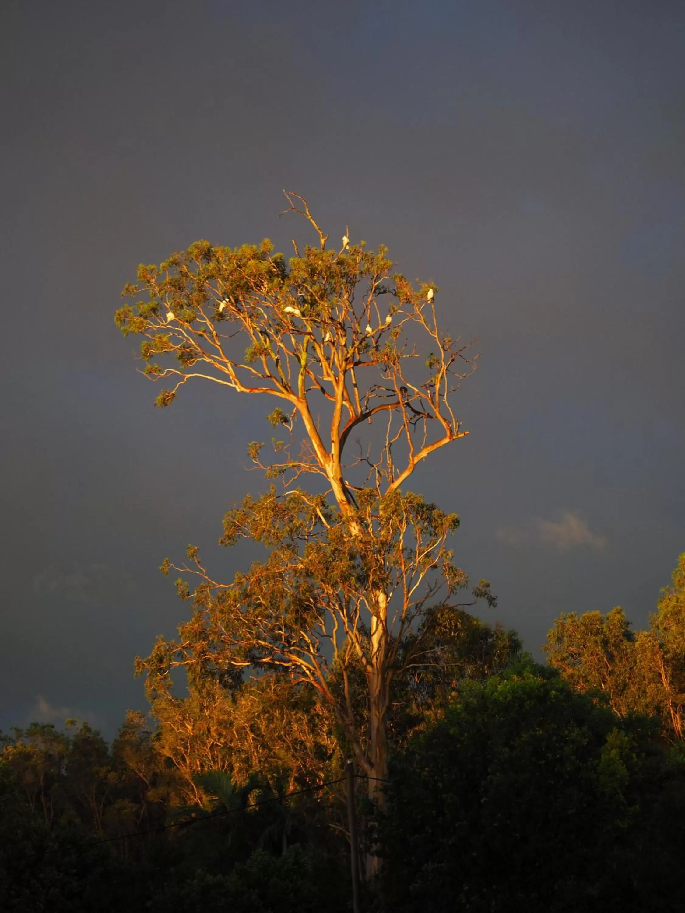 Natural landscape in Lake Weyba Cottages Noosa
