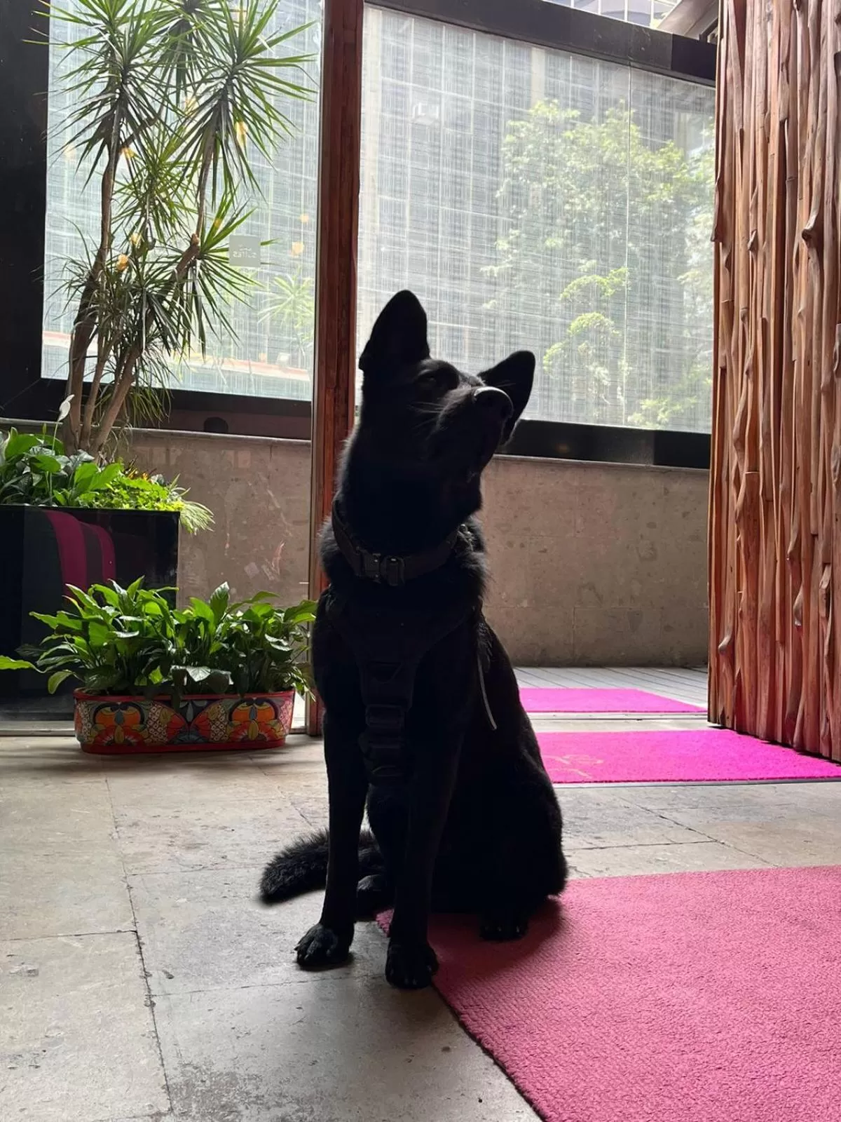 Pets in Las Suites Campos Eliseos