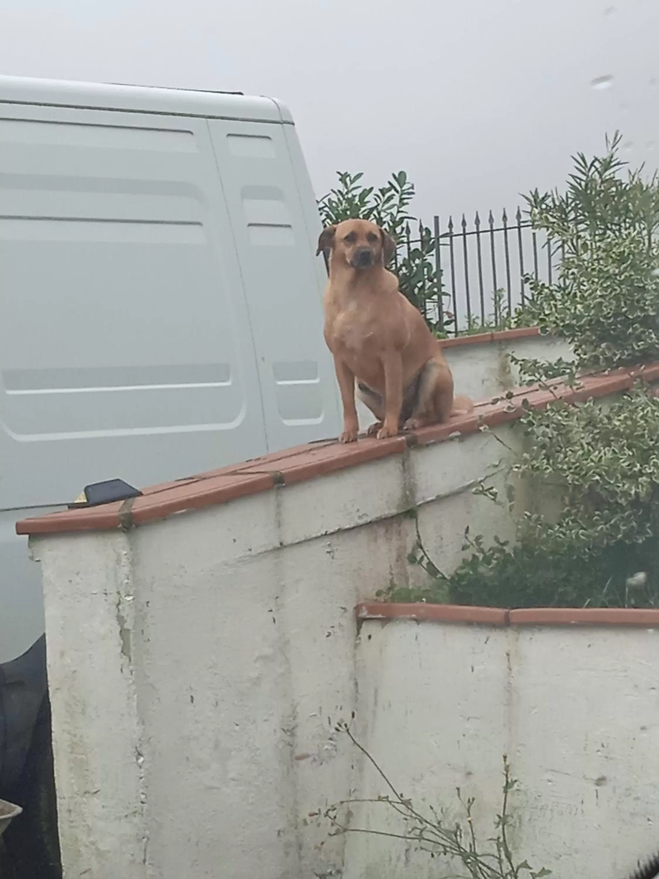 Pets in Villa Rosanna