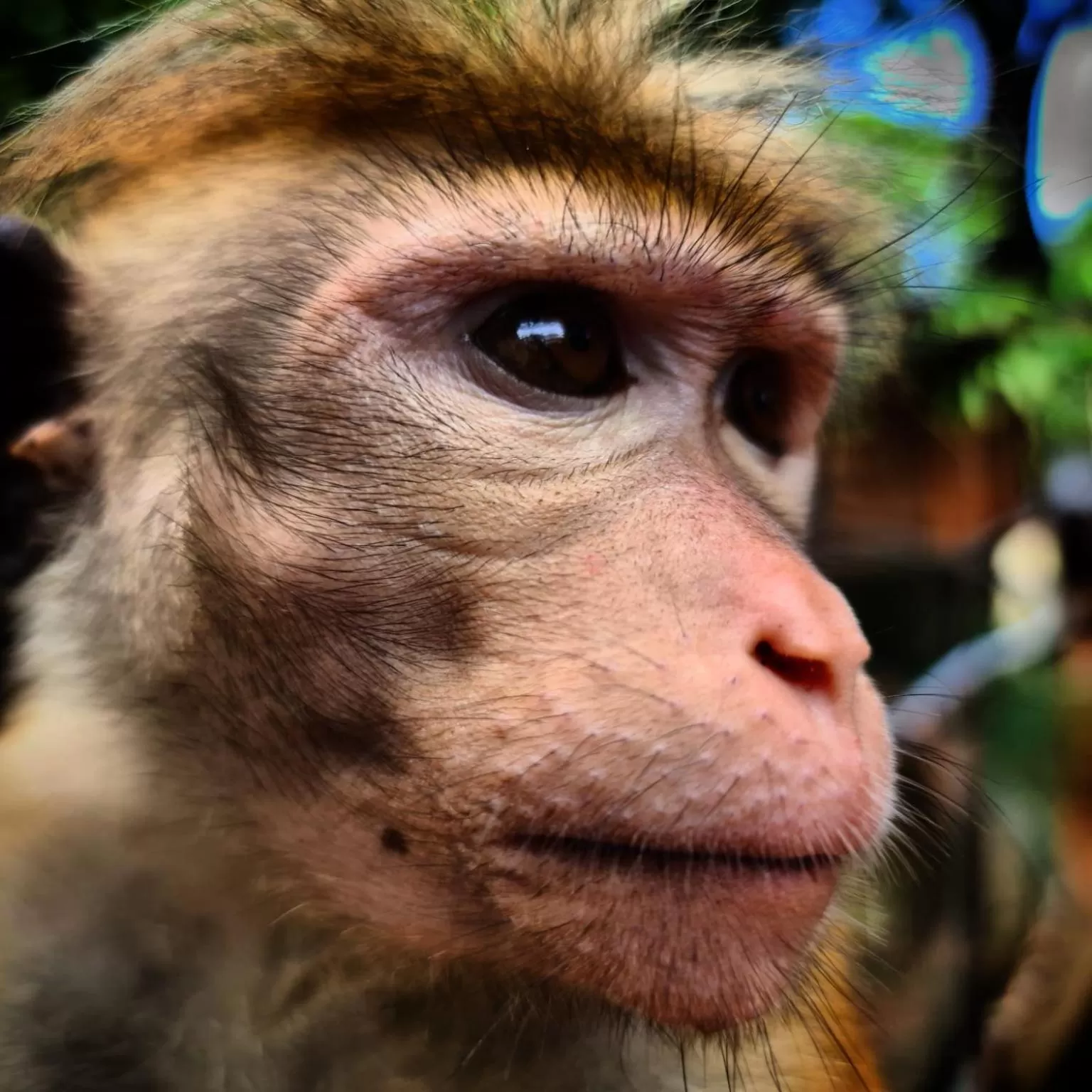 Other Animals in Jungle river humbhaha hostel