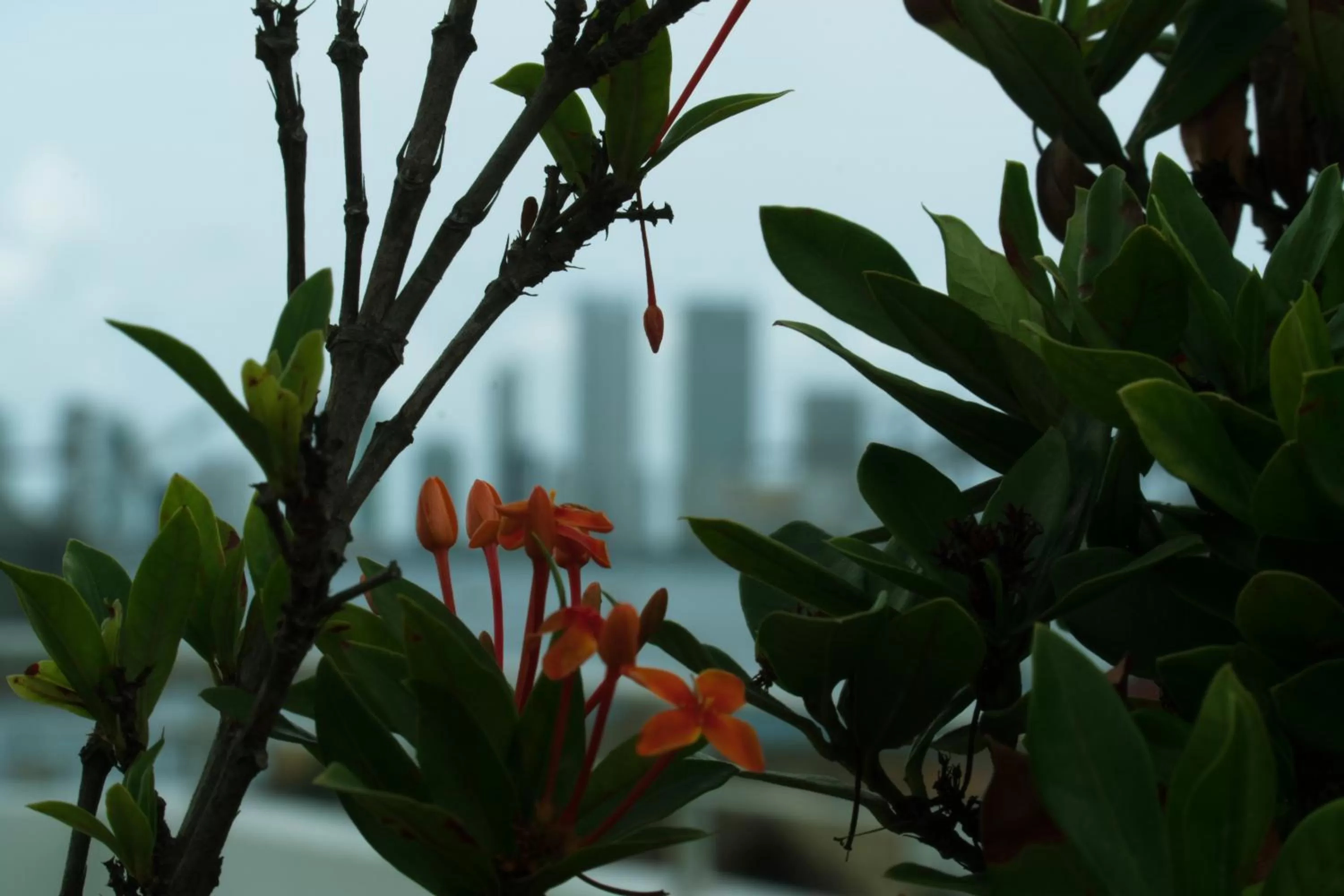 Garden in Hotel Buenos Aires