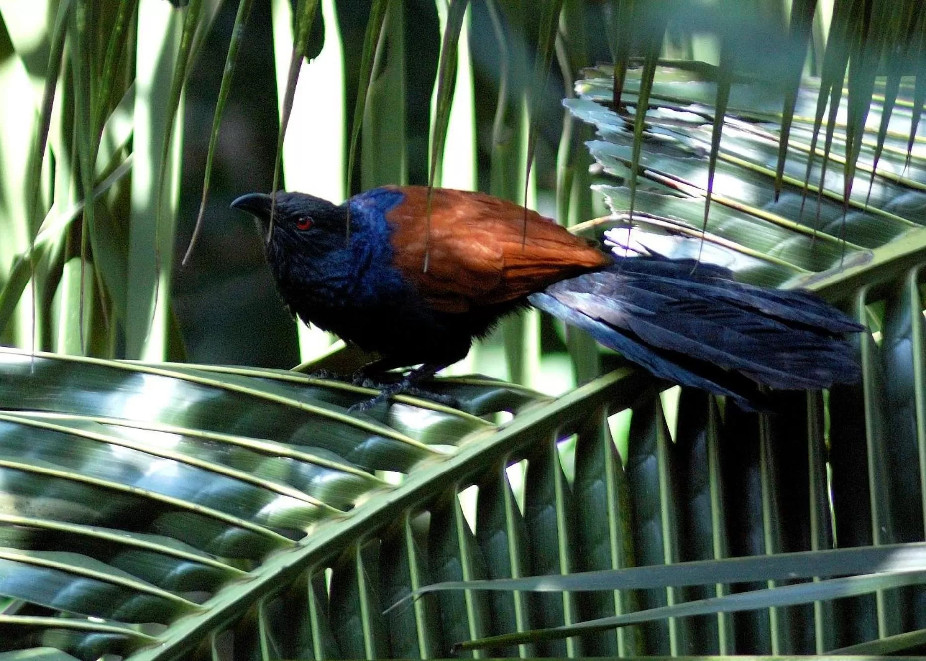 Animals in Evergreen