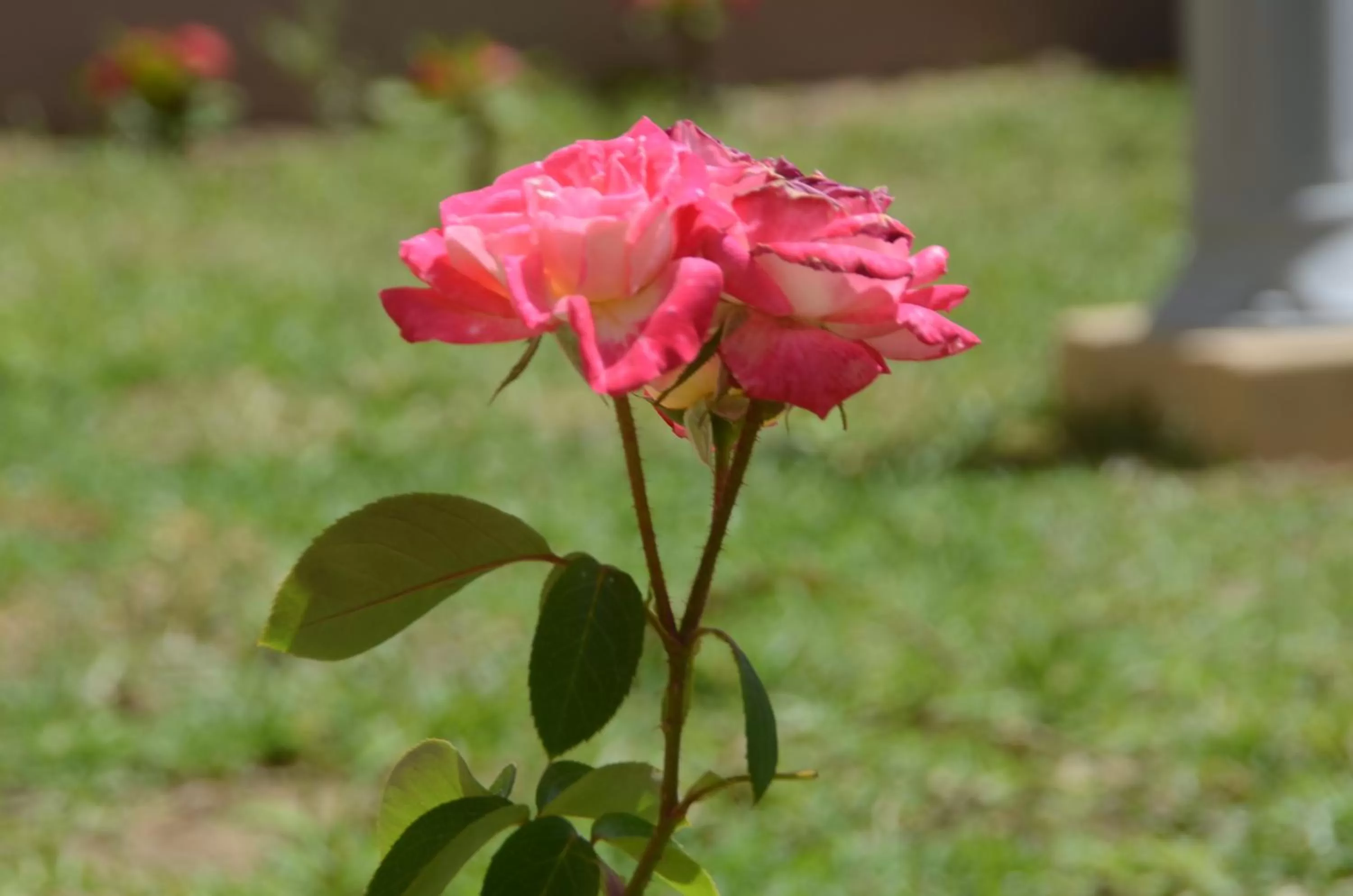 Garden in Hotel La Perle