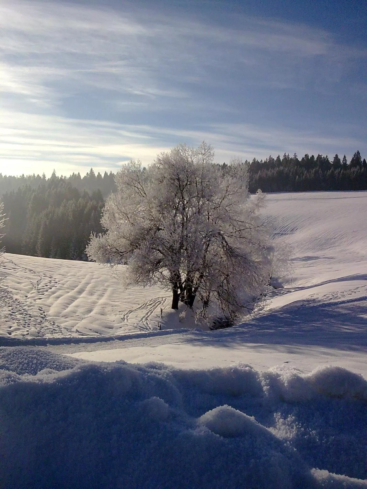 Natural landscape in ZUR TRAUBE Schwarzwaldhotel & Restaurant am Titisee