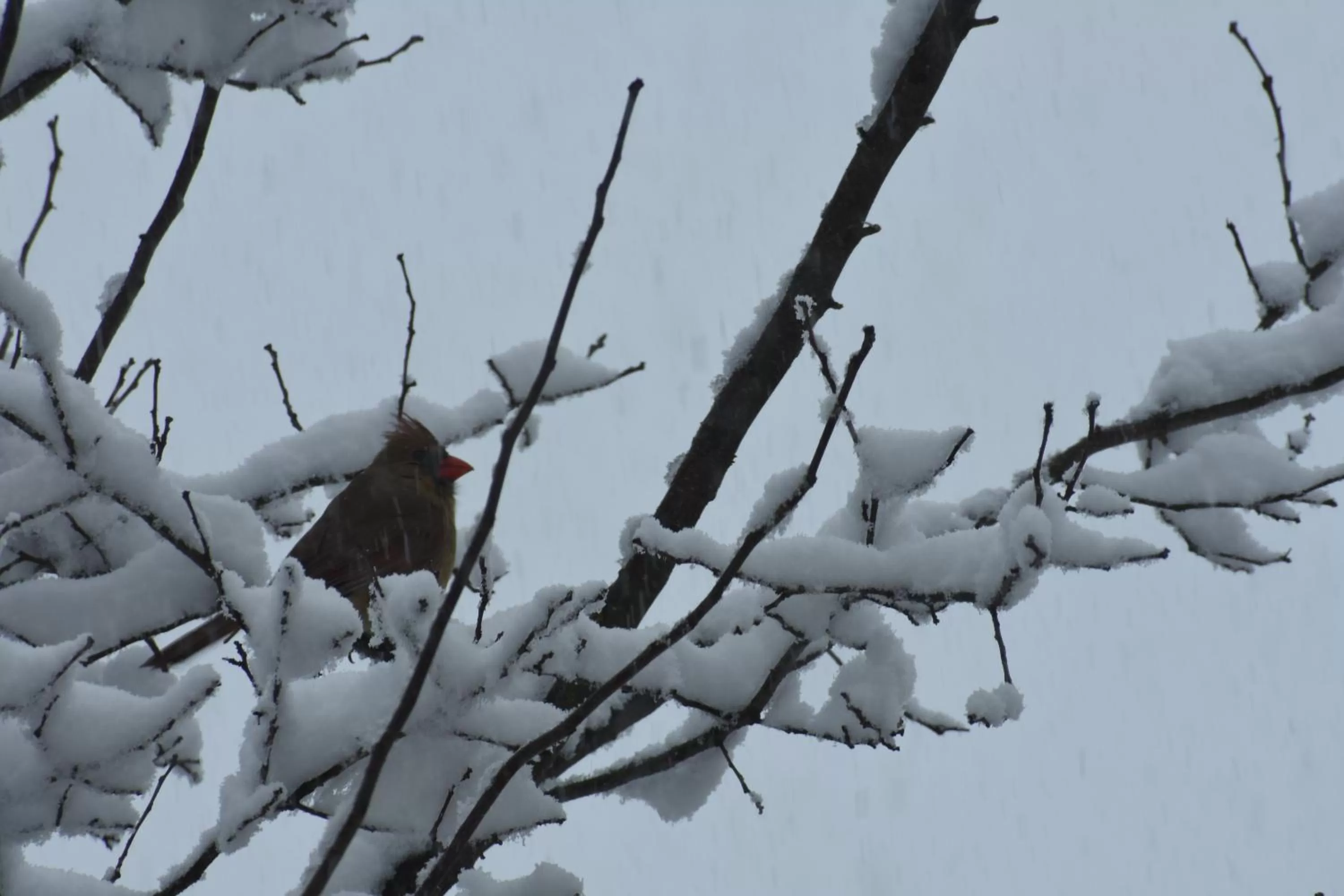 Winter in Apple Bin Inn