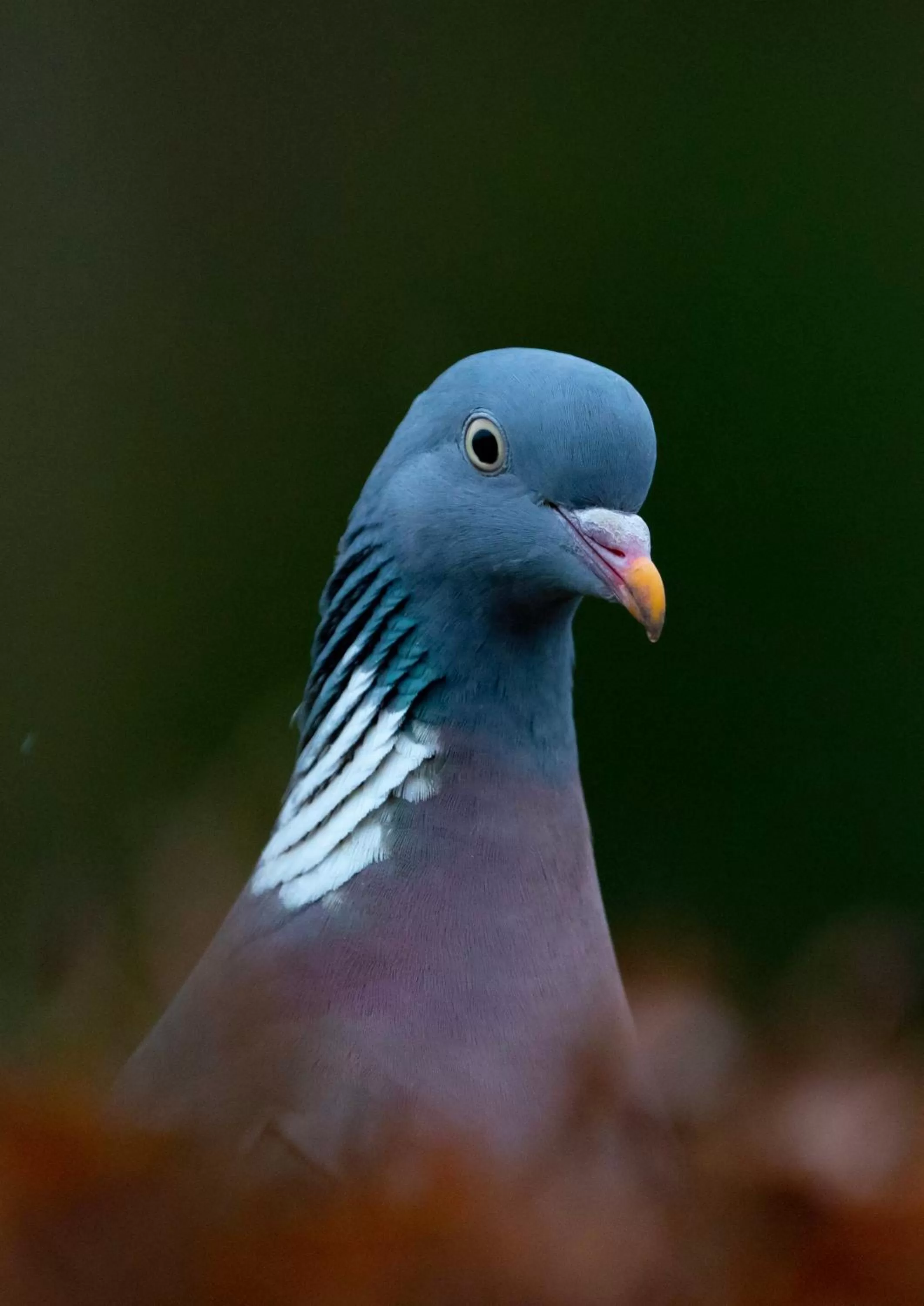 Property building in Retreat at The Knowe Auchincruive Estate