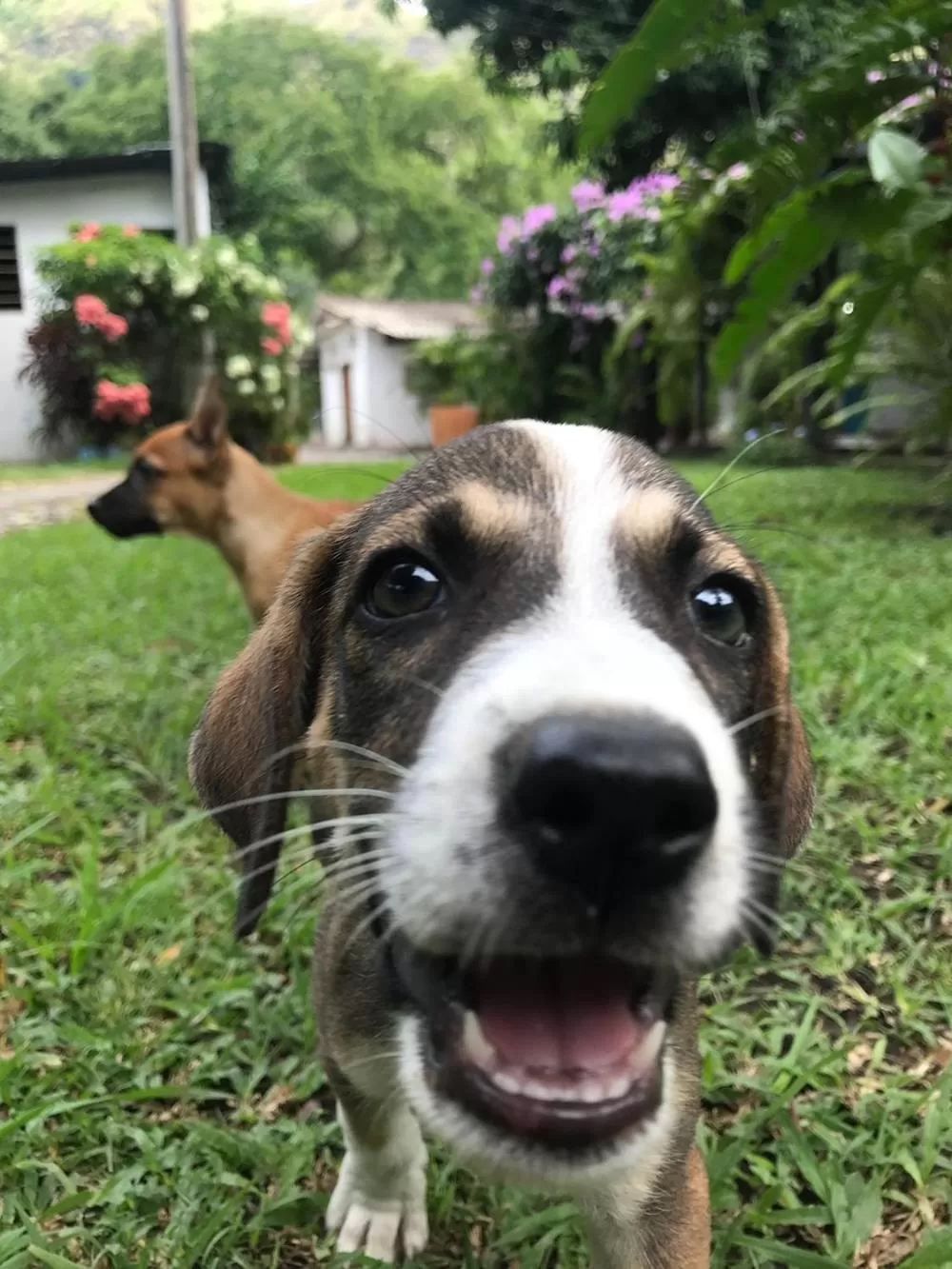 Garden in Waka Hotel Rural