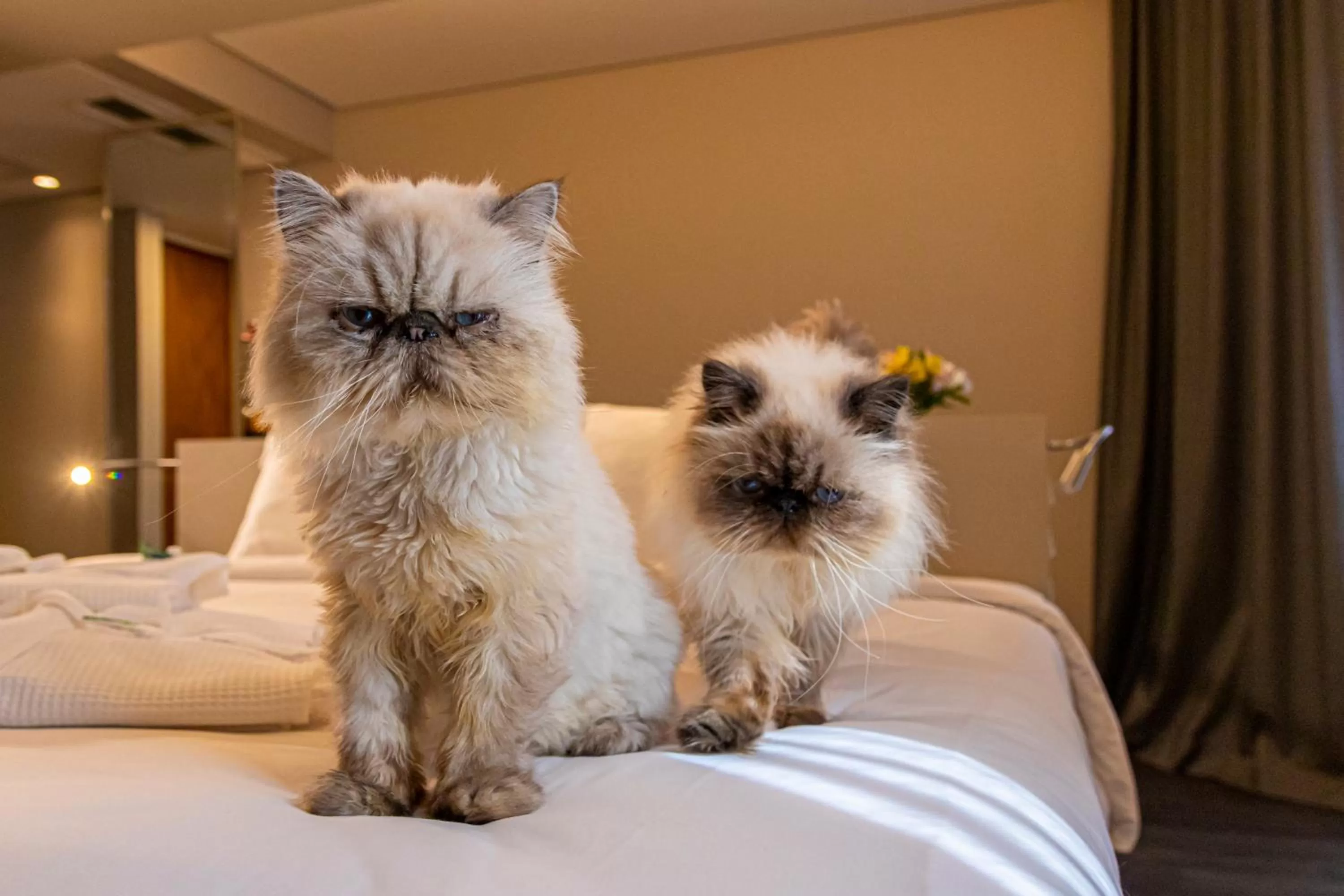 Animals in Mercure Florianópolis