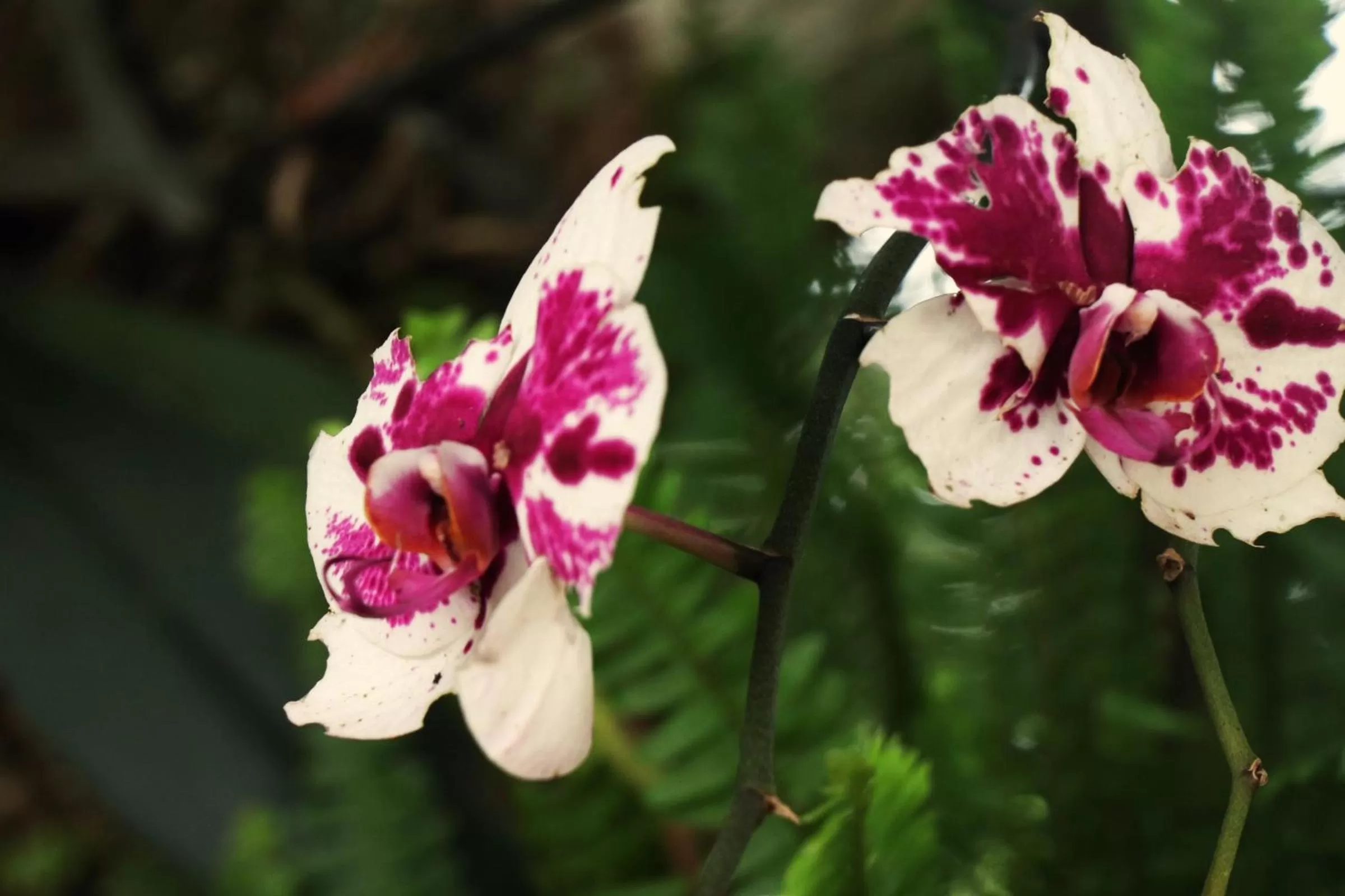 Garden in Pousada Santa Thereza