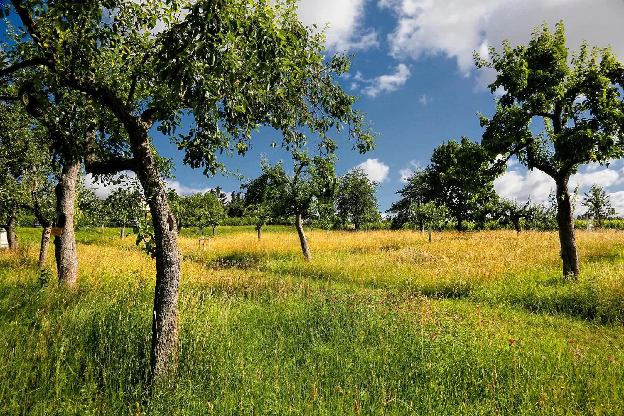 Garden in Konsumhotel Dorotheenhof Weimar