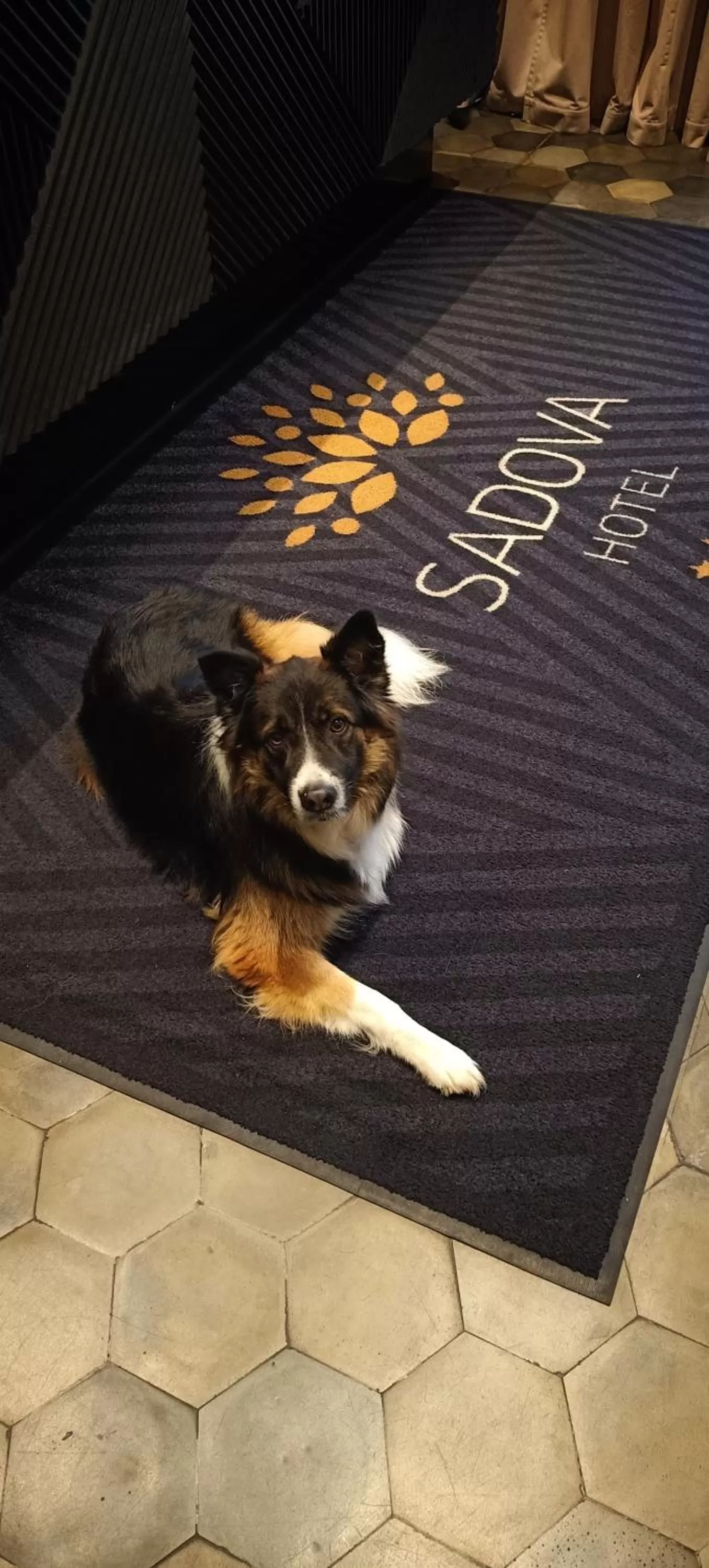 Animals in Hotel Sadova