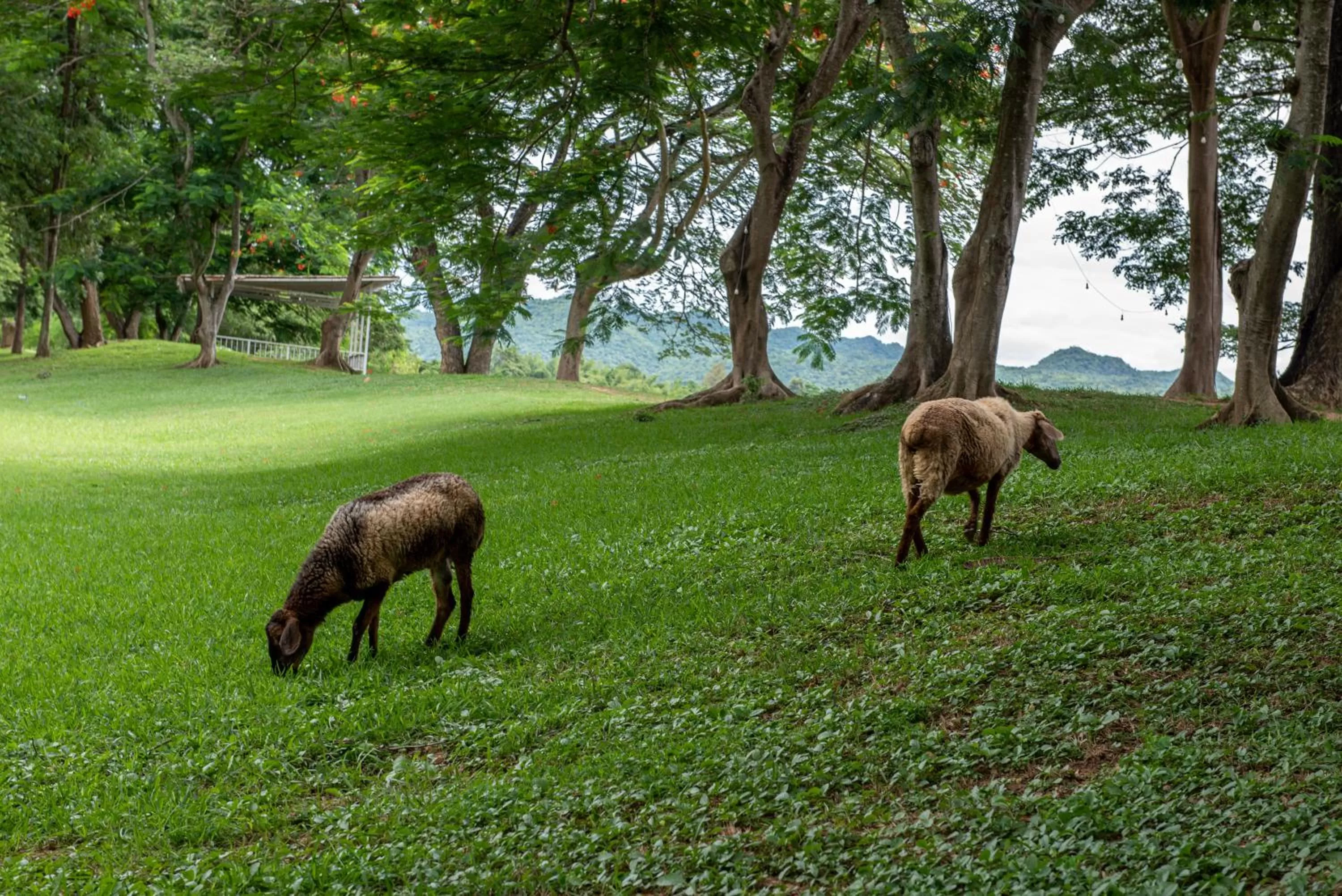 Activities in The Legacy River Kwai Resort
