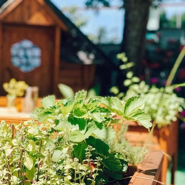 Garden in Hotel Alexandra