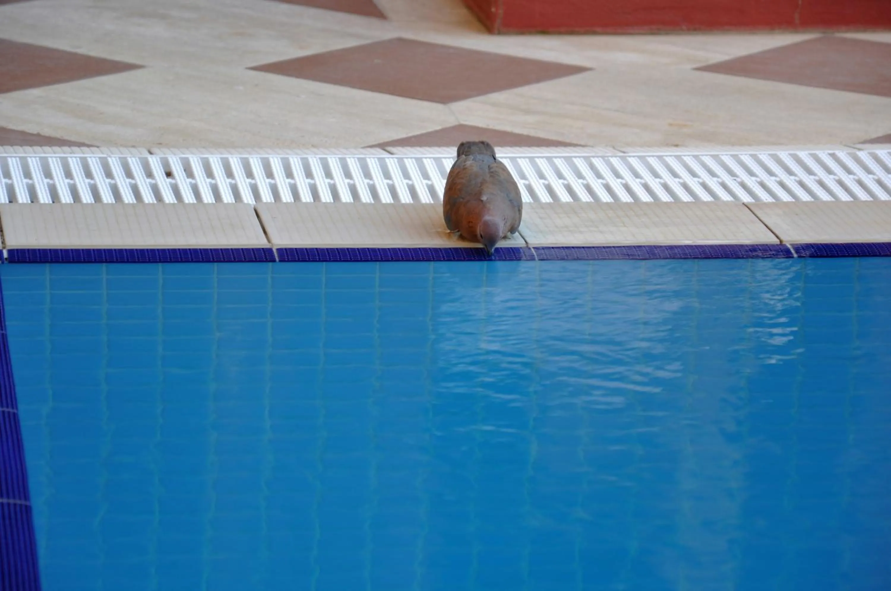 Swimming pool in Eski Masal Hotel - Special Class