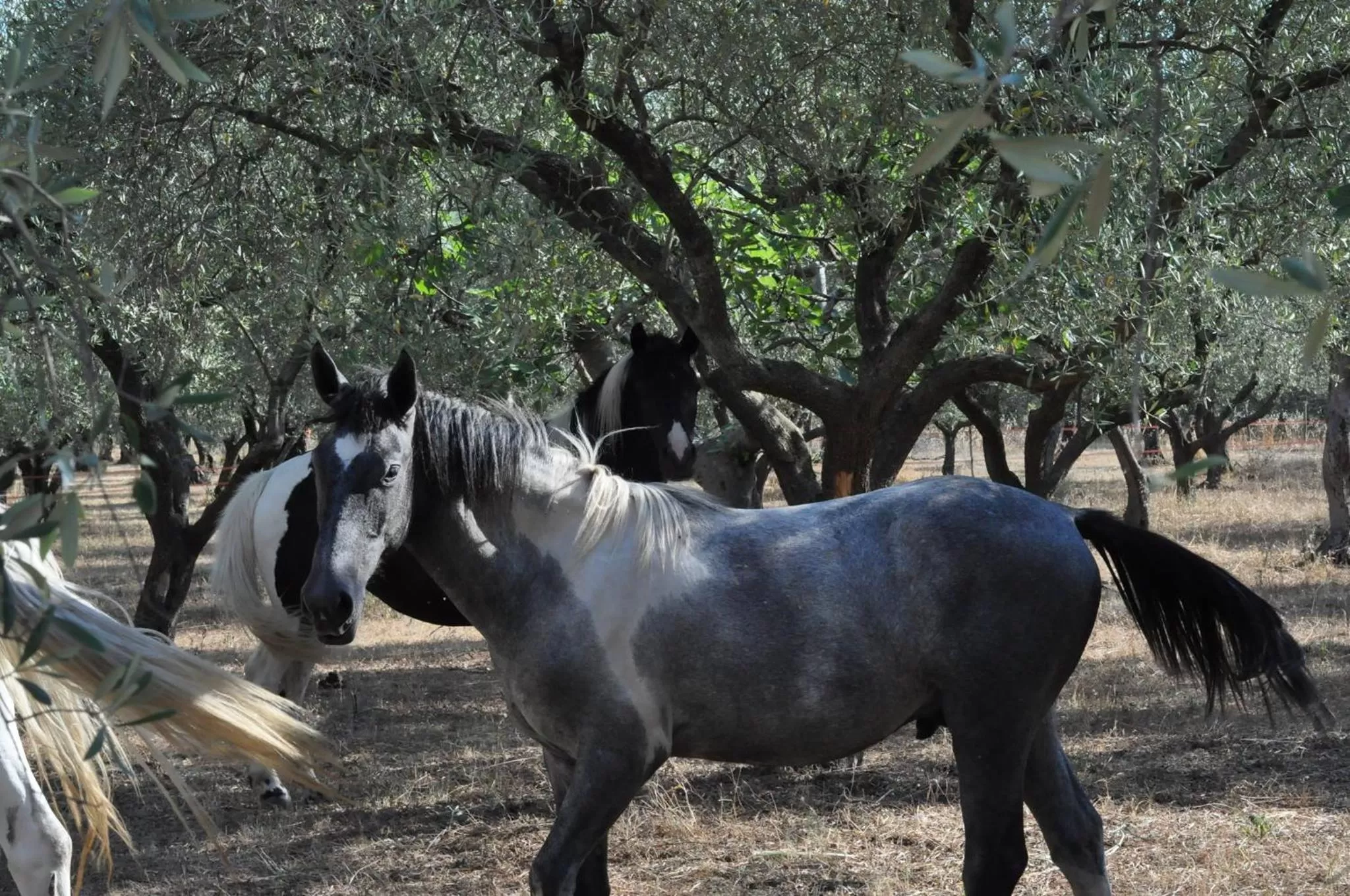Animals, Other Animals in B&B Rifugio tra gli Ulivi