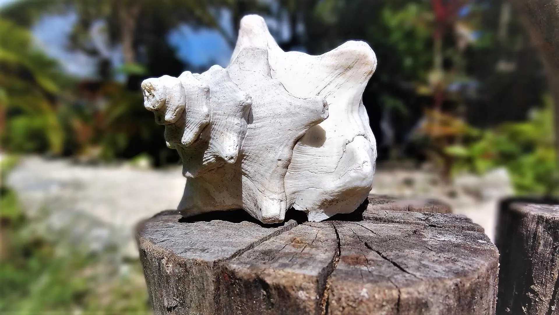 Other Animals in Zamunda Garden View