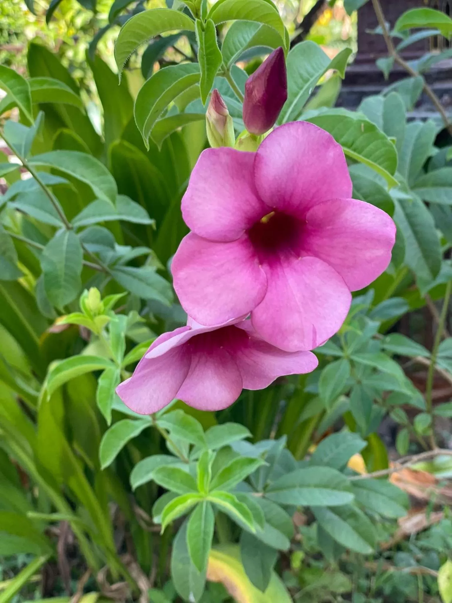 Garden in Khao Sok River & Jungle Resort